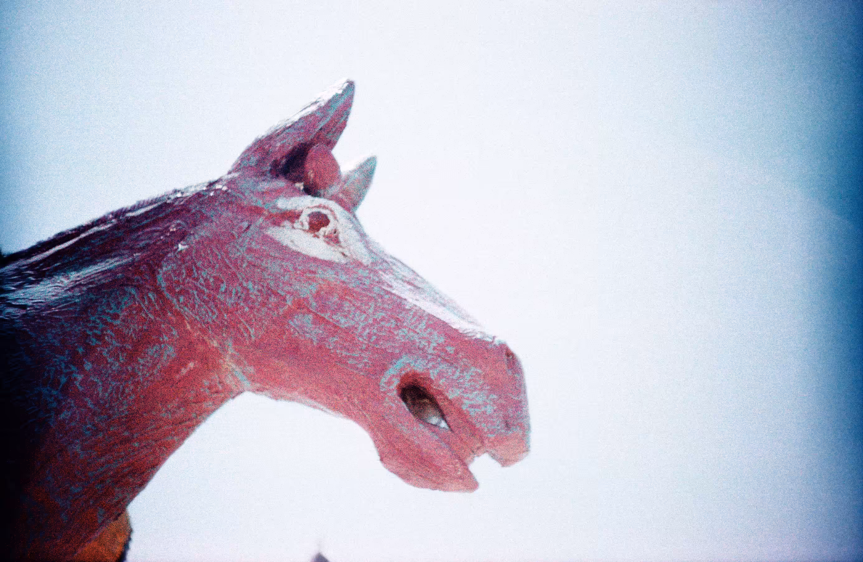 MAY THE HORSE BE WITH YOU ;-)