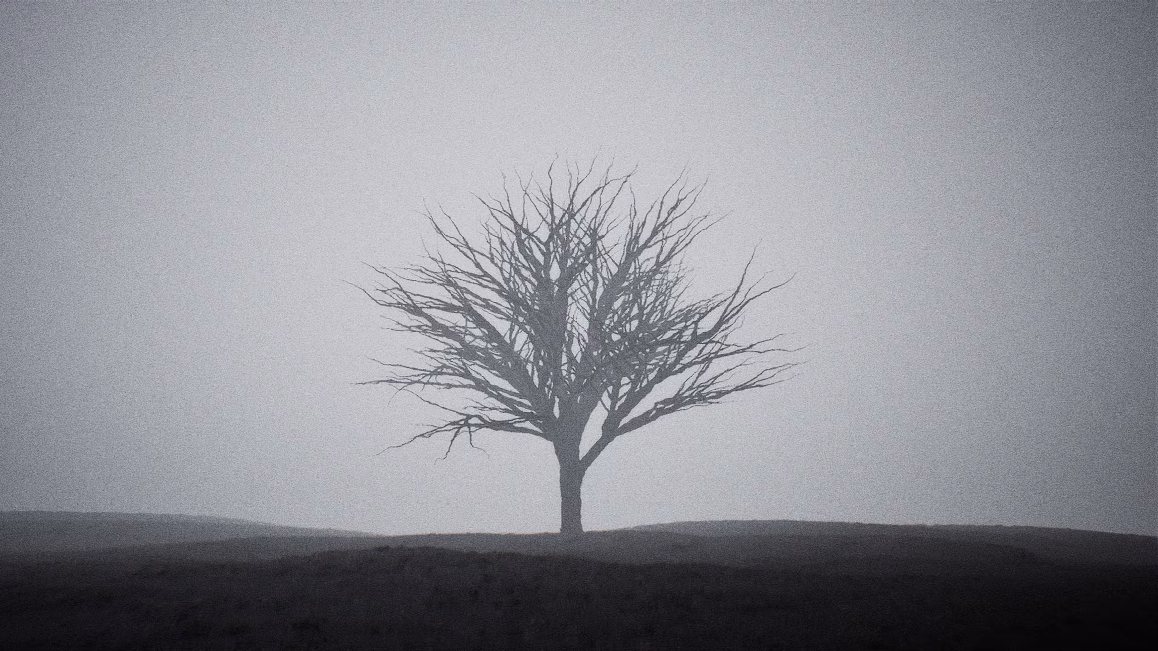 Tree Of Life