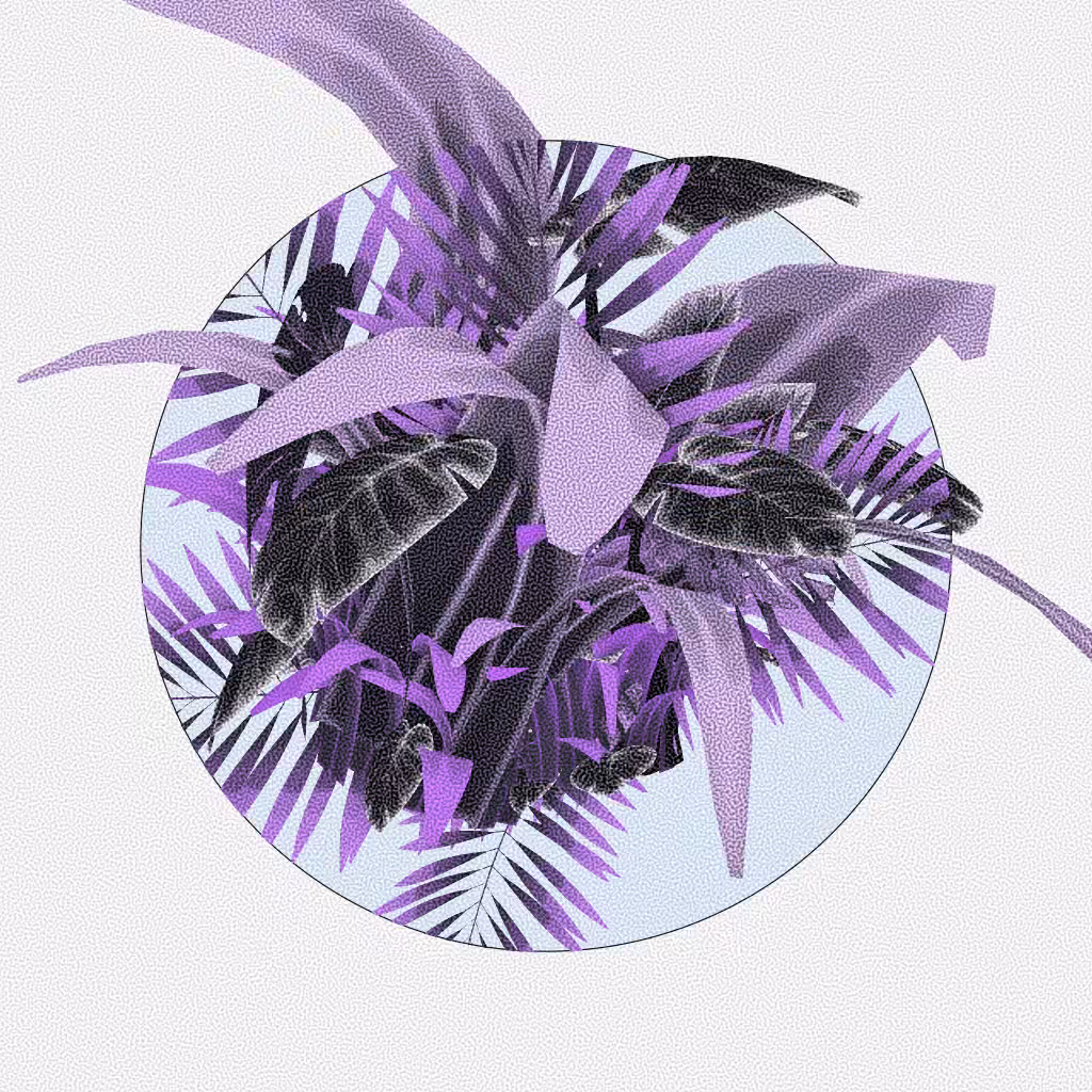 Botany #258