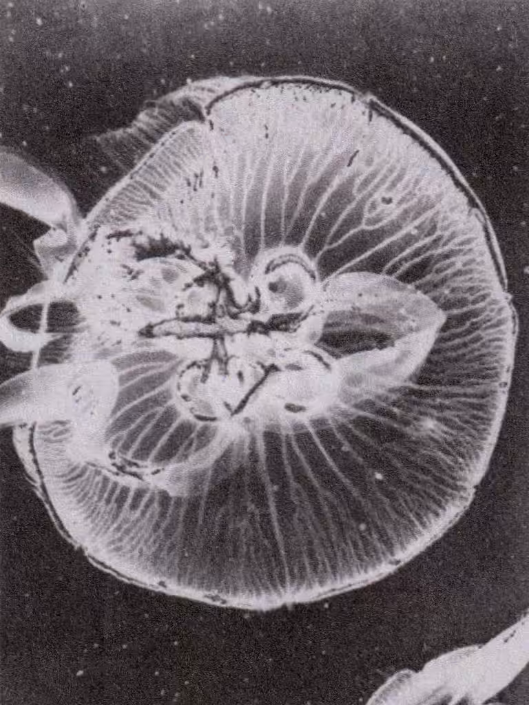 Jellyfish 