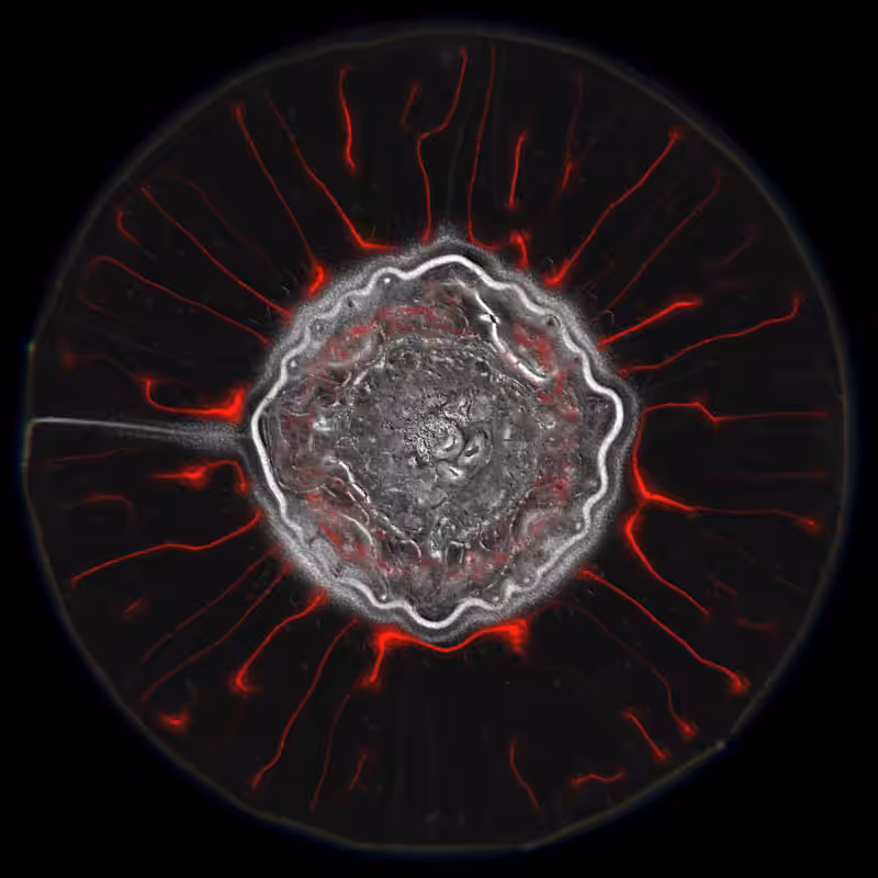 Ethereal Microcosm #263