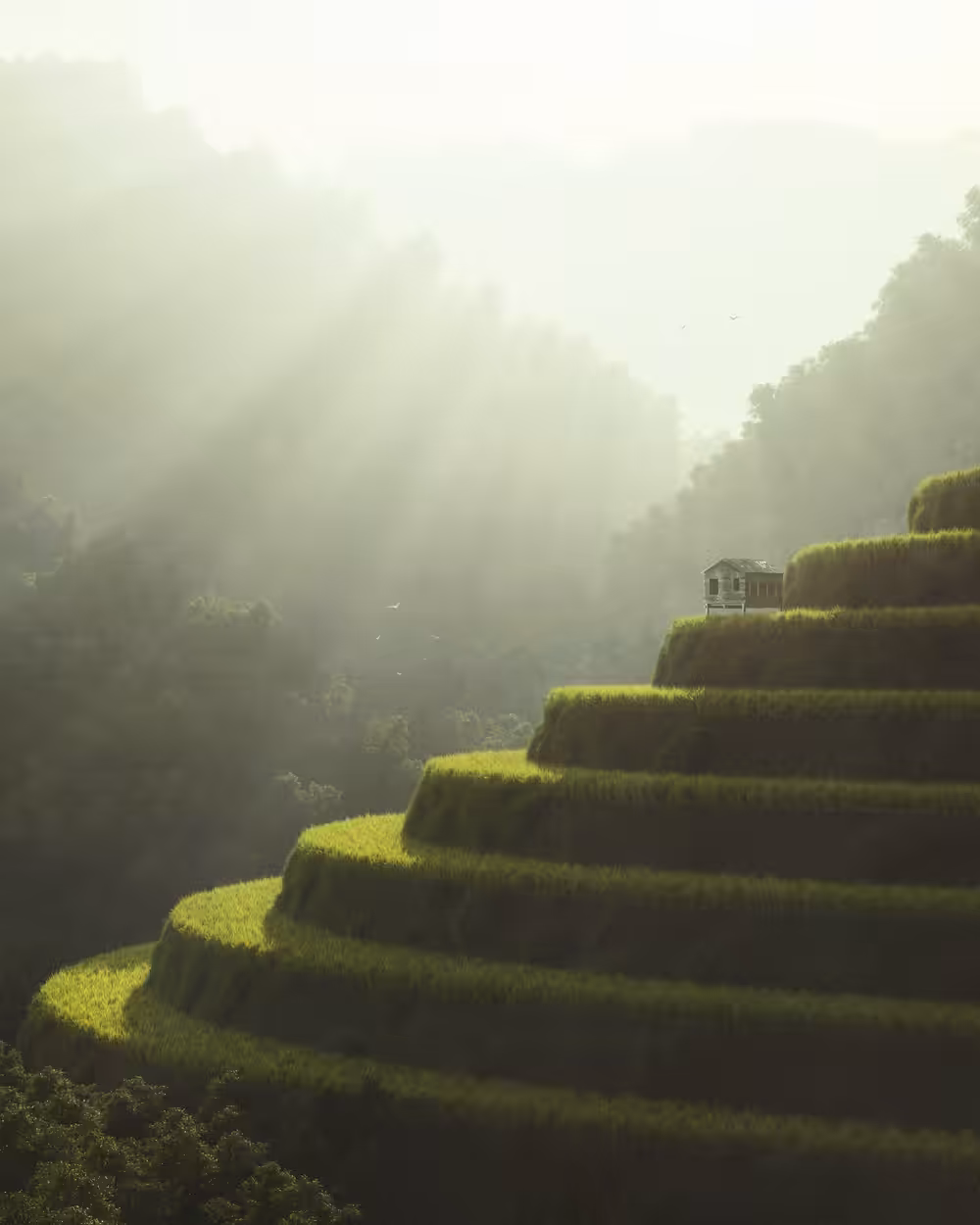 Vietnamese Rice Field