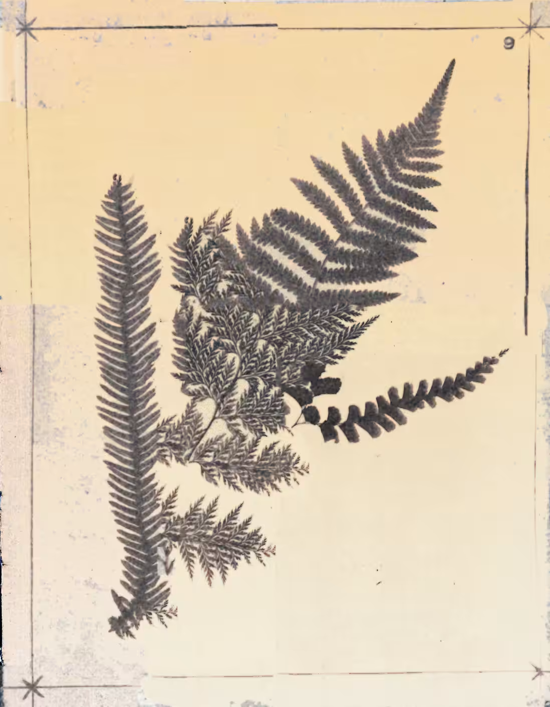 Metafern [k]