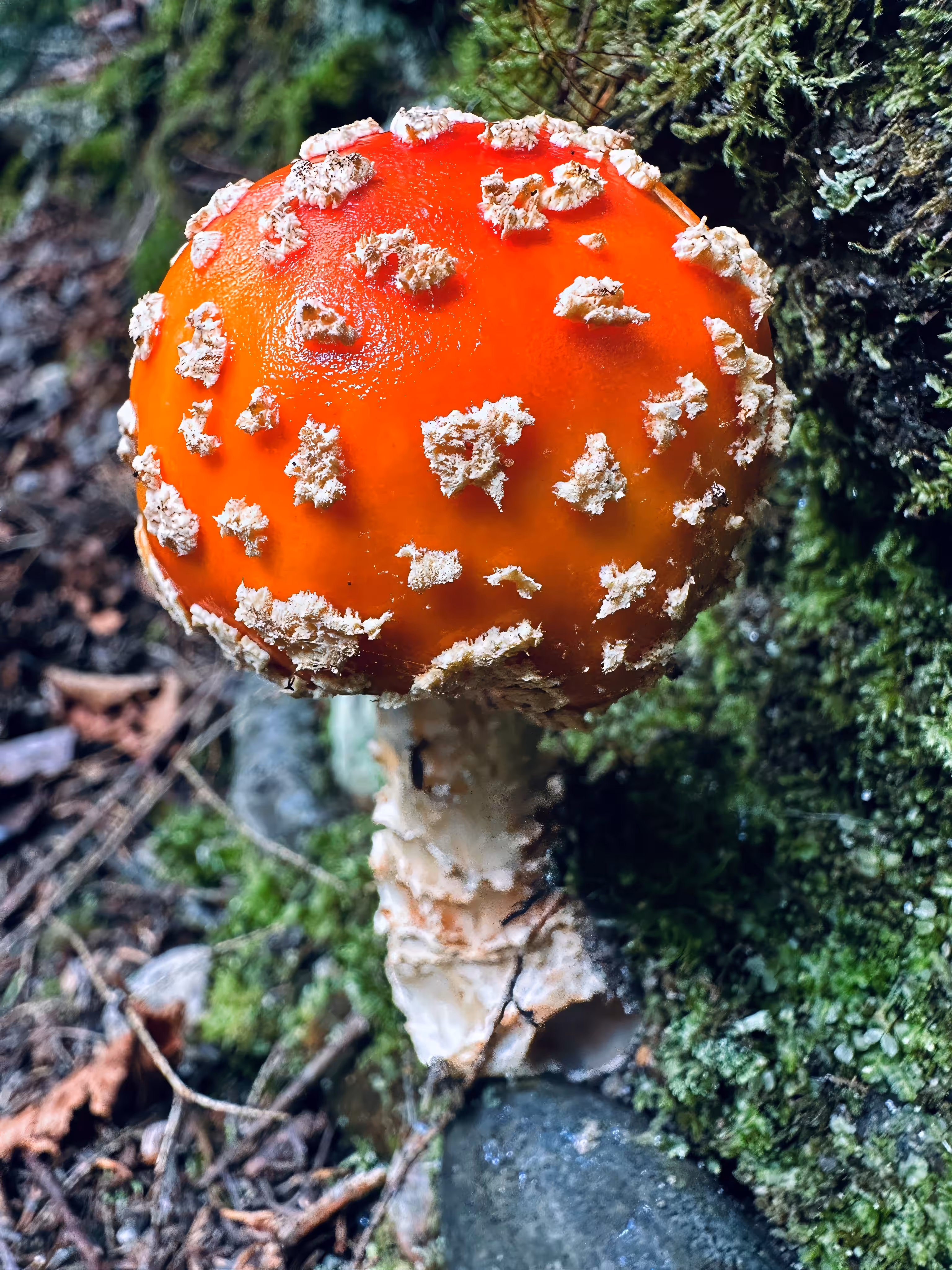 #OneToadPhotography: Amanita Muscaria 