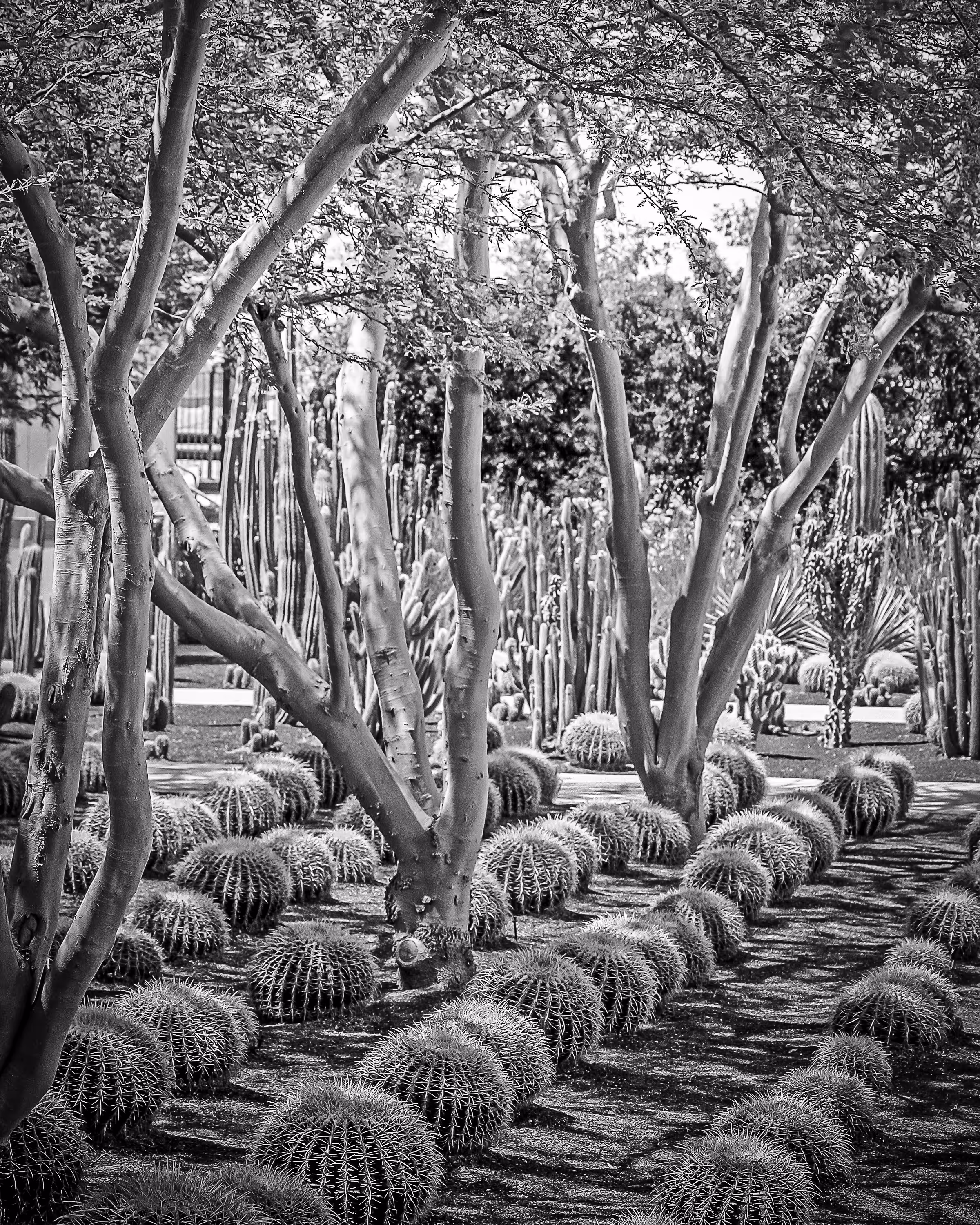 Lily White Black & White: Sunnylands Gardens