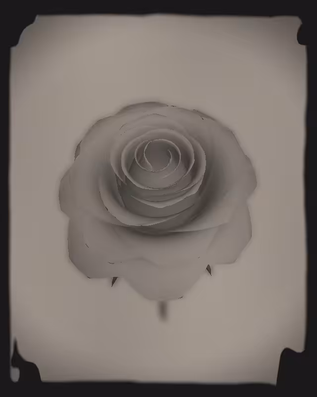 Rose 1851 #81