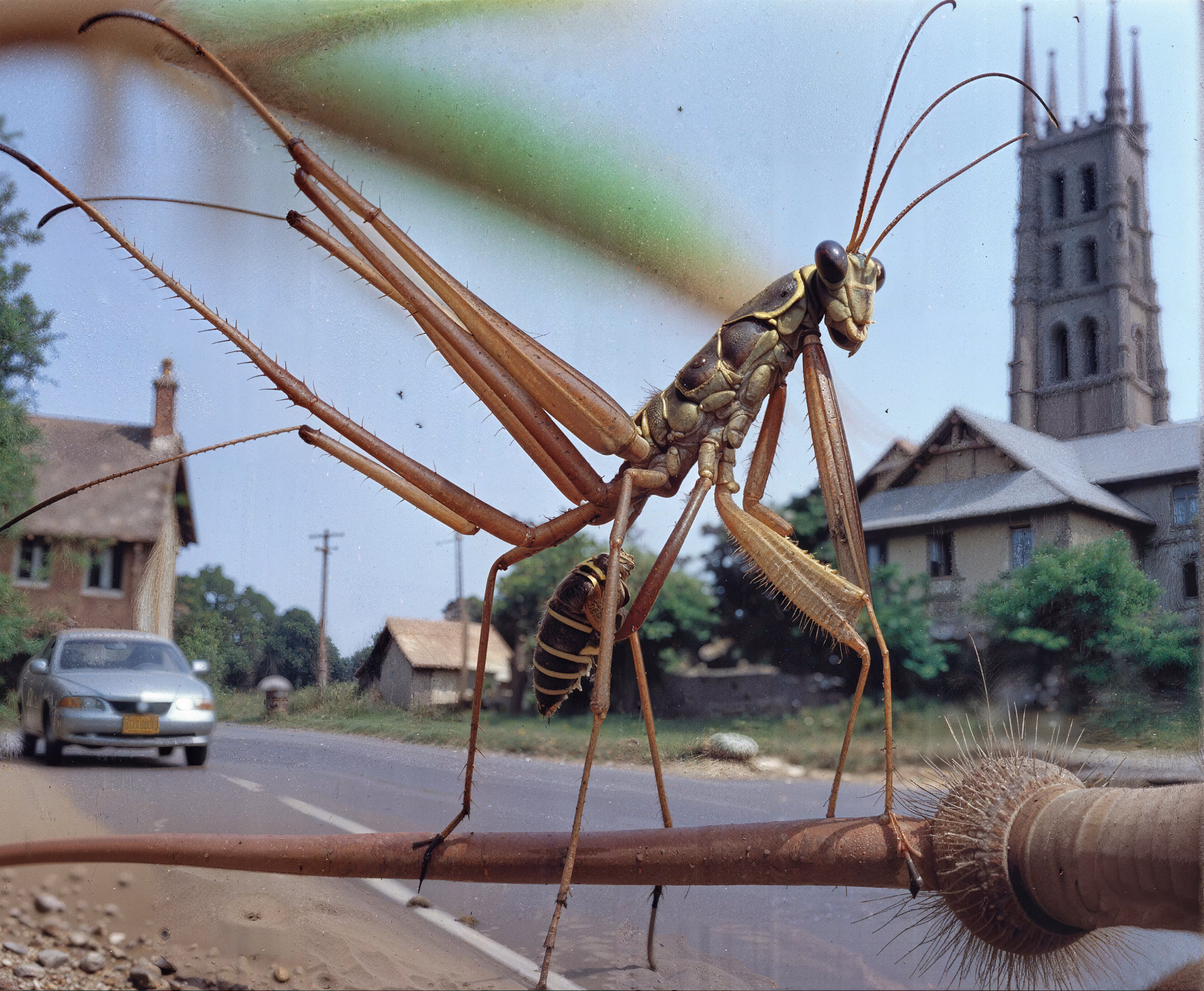 Empire: Mantis Wasp