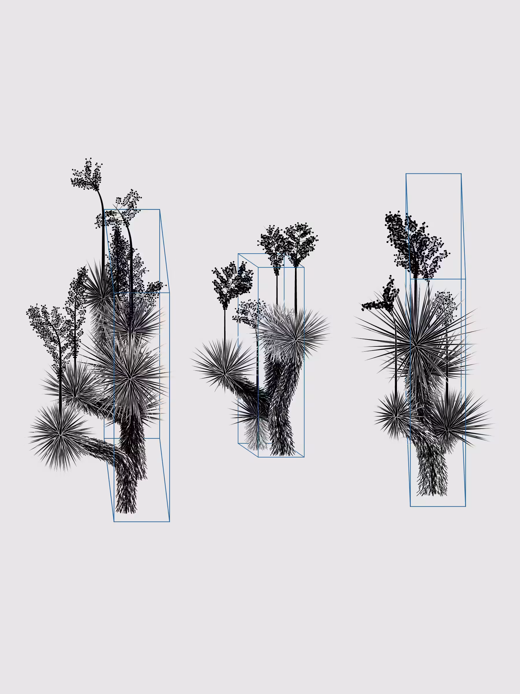 Marfa Yucca #192
