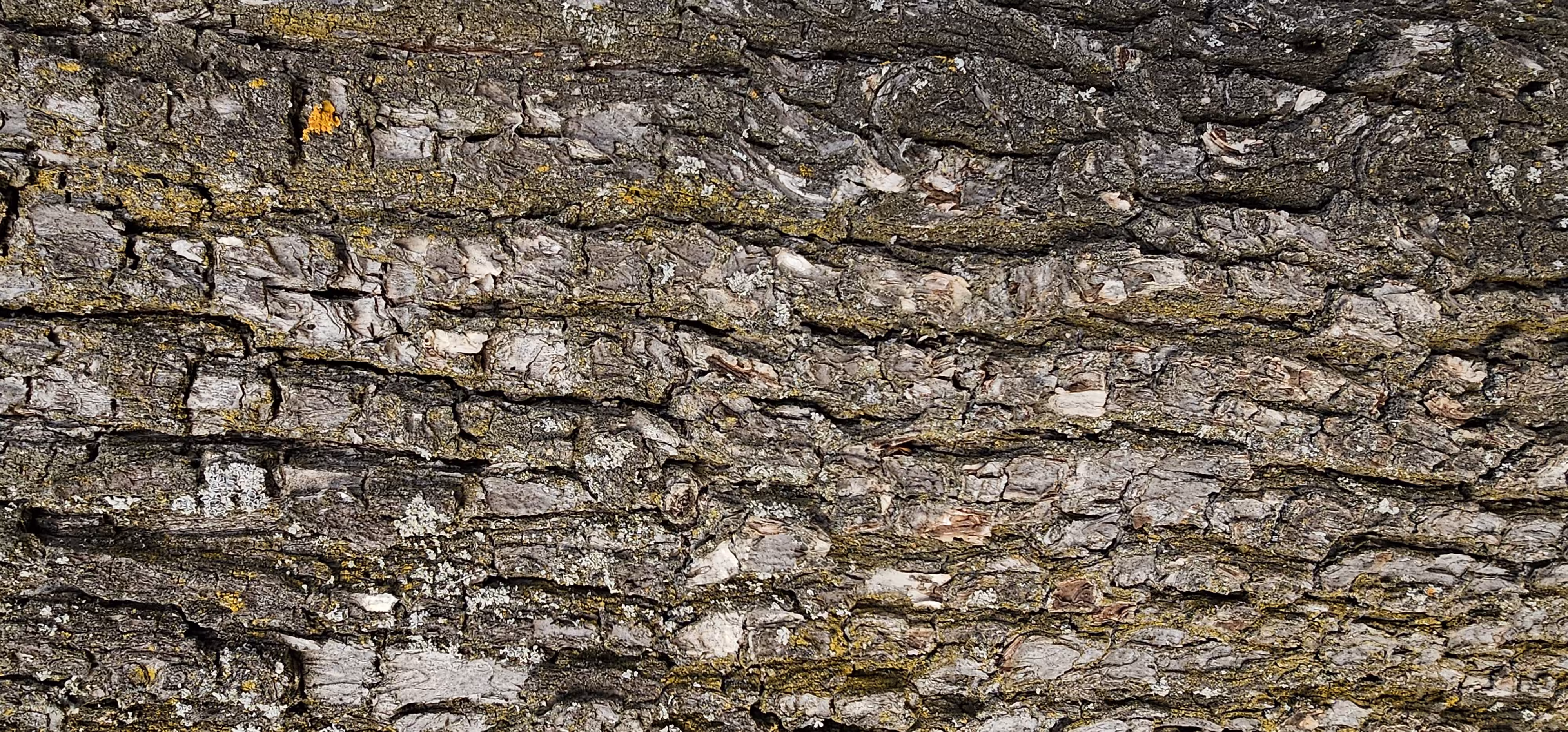Bark: #2