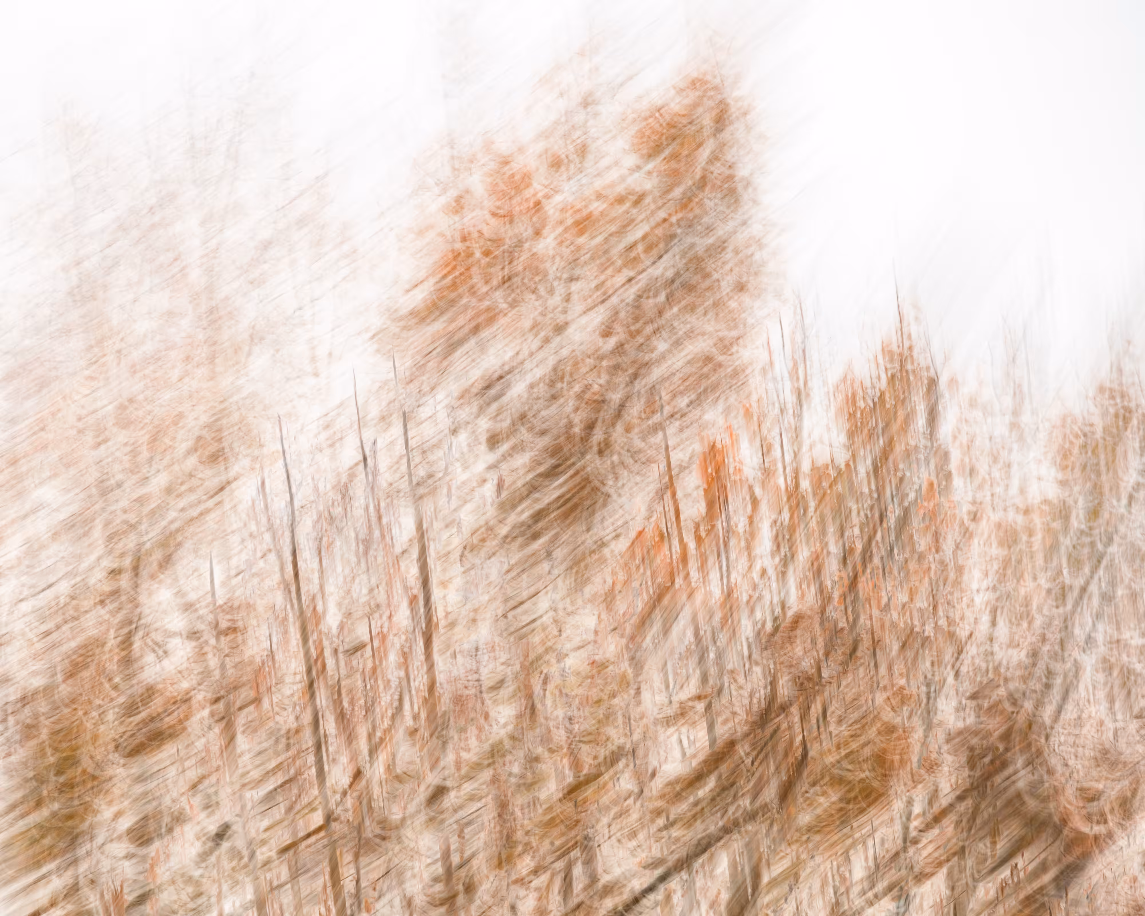 Autumn Aura