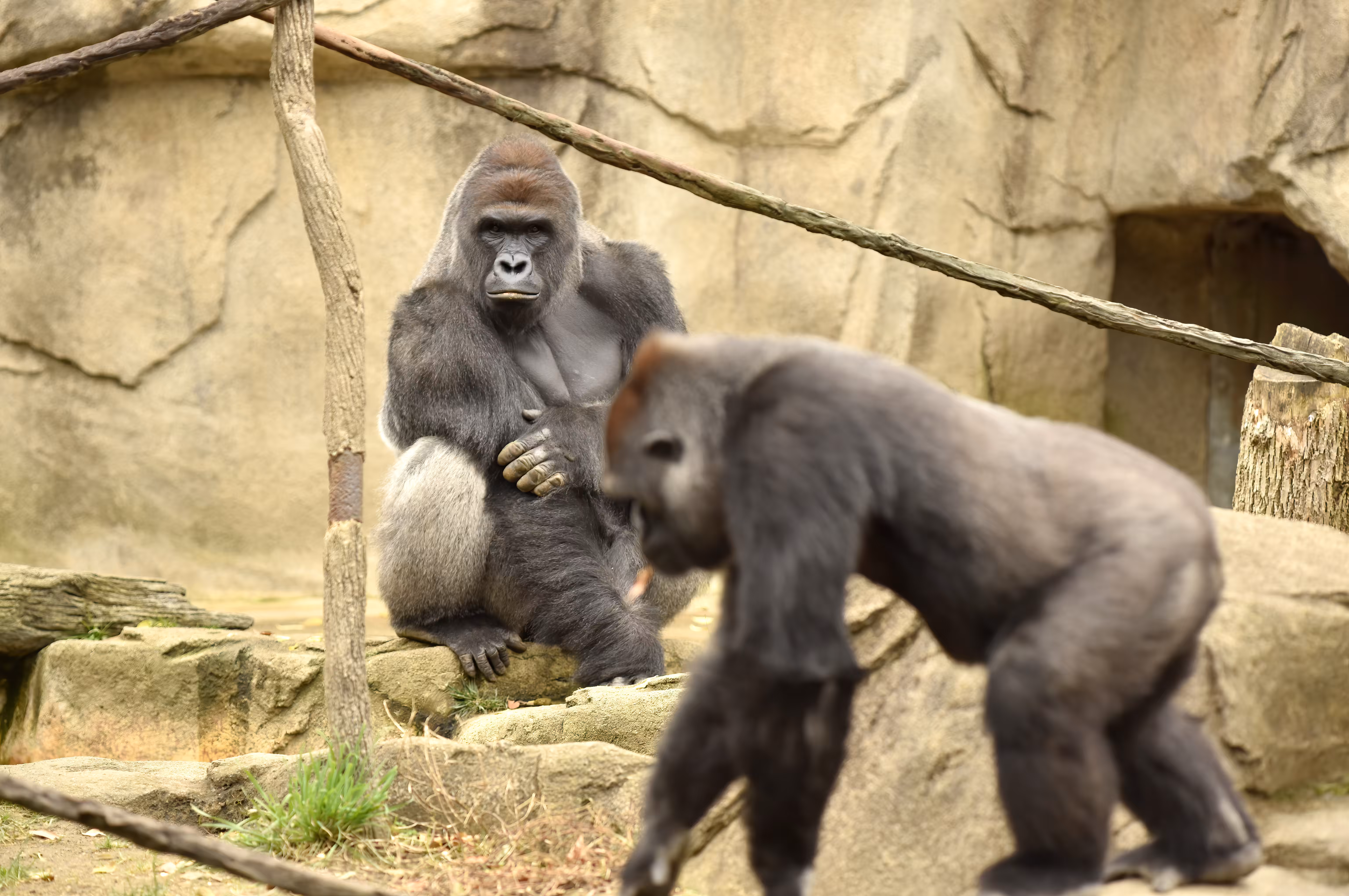 LEGENDS: HARAMBE: LEGENDS #212