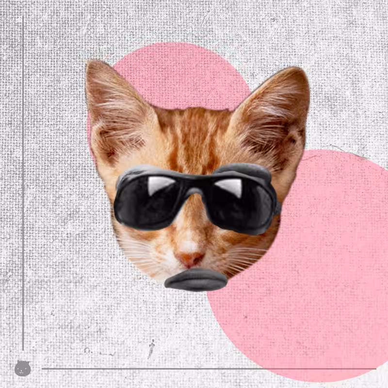Kittenstein #15