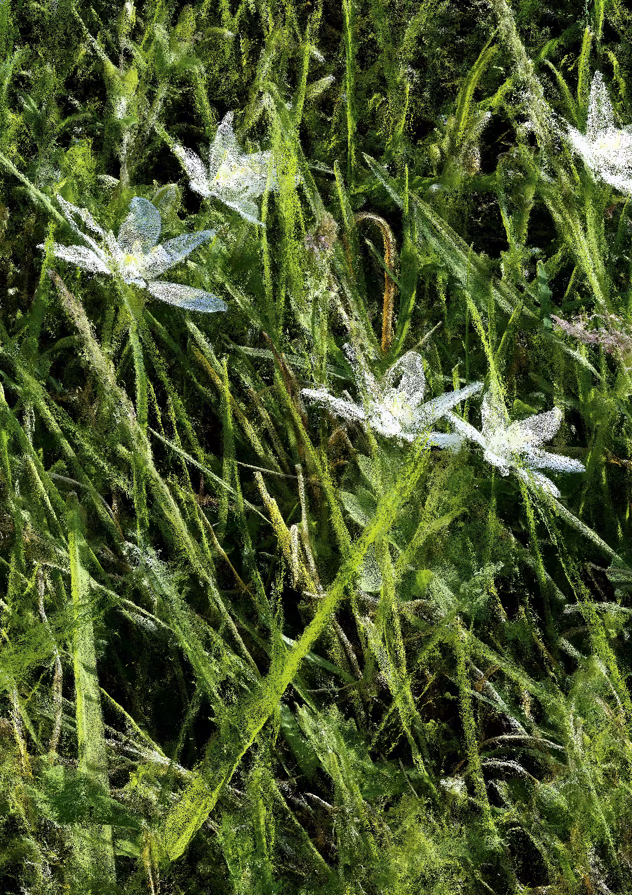 Overgrowth 0242