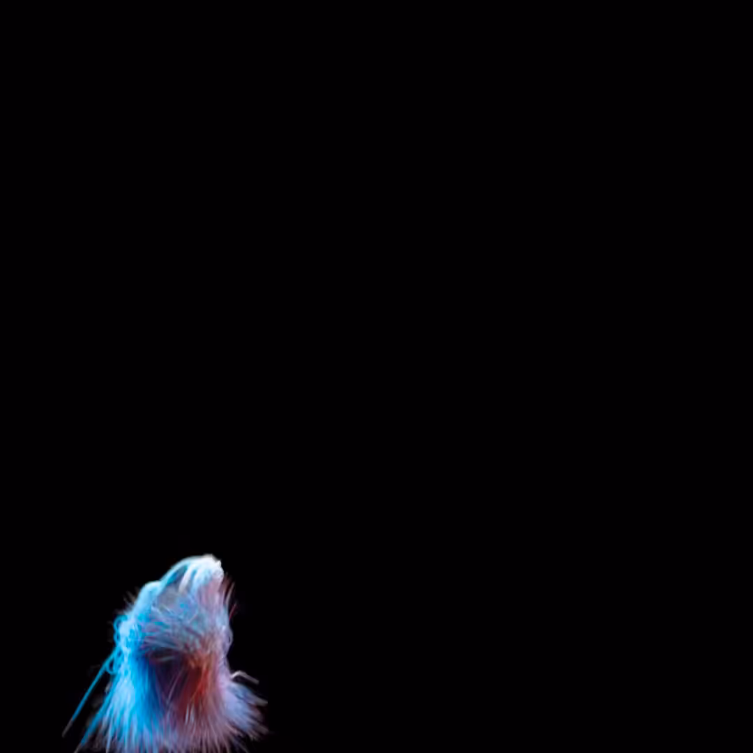 Fur Feather.