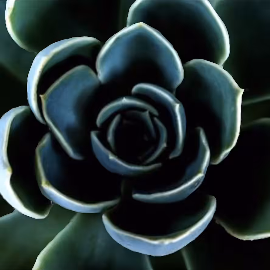 Sensational Spirals 001