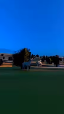 11- Venado de las Pampas / Ozotoceros bezoarticus