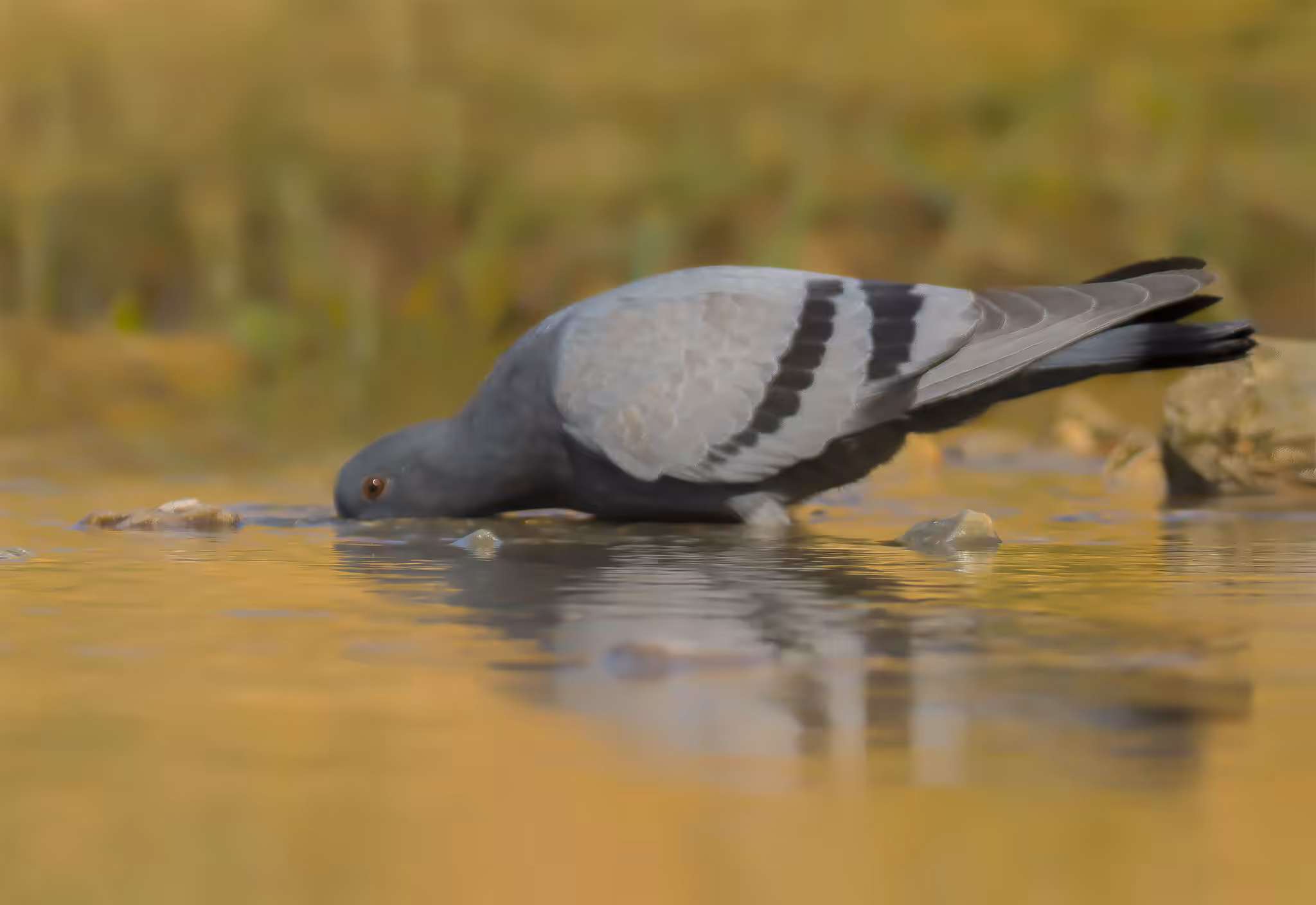 Rock Dove Thirst