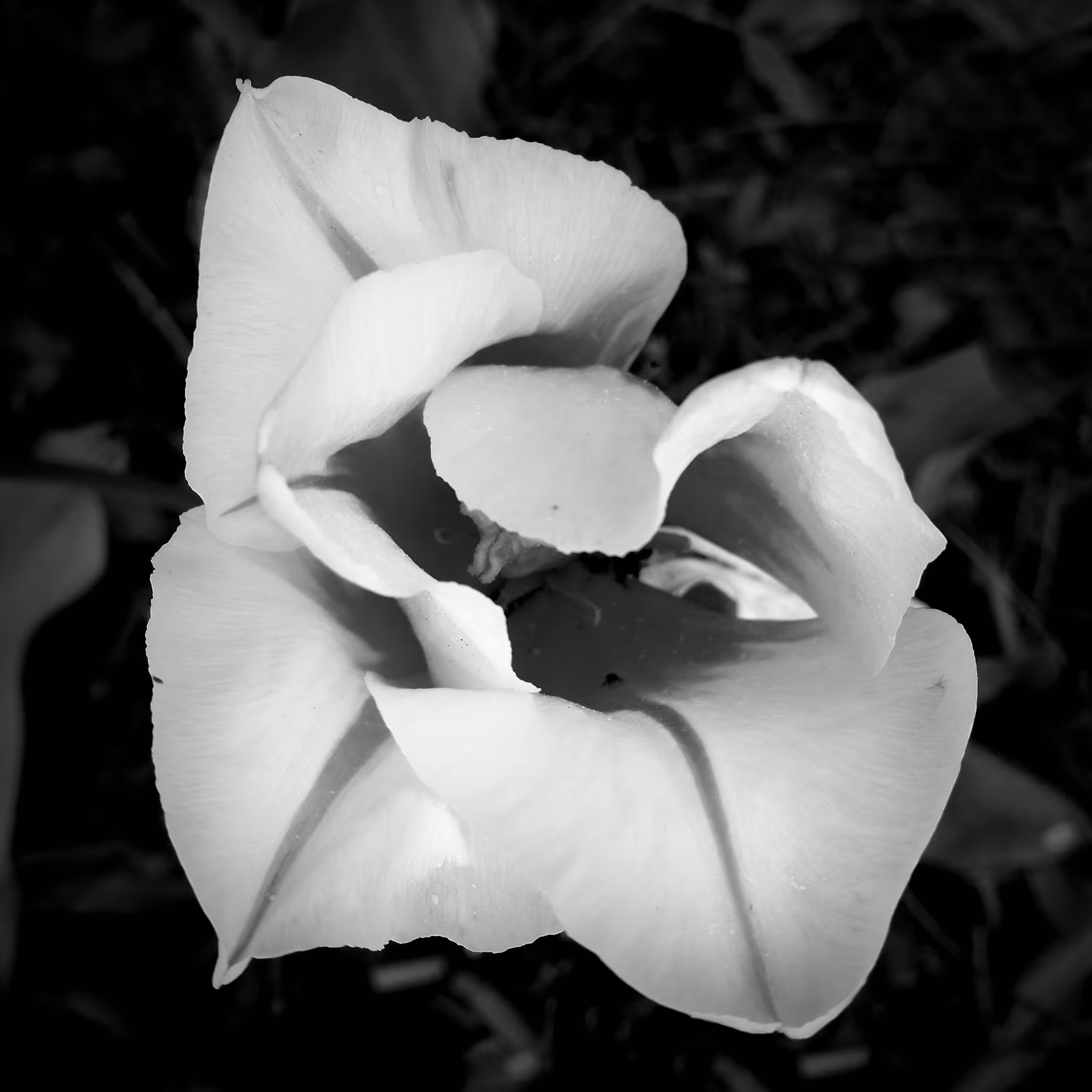 Flower 10