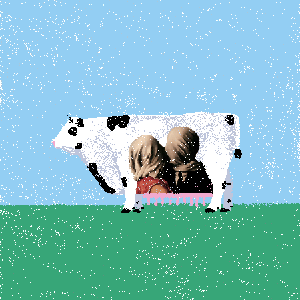 cows: cow #43