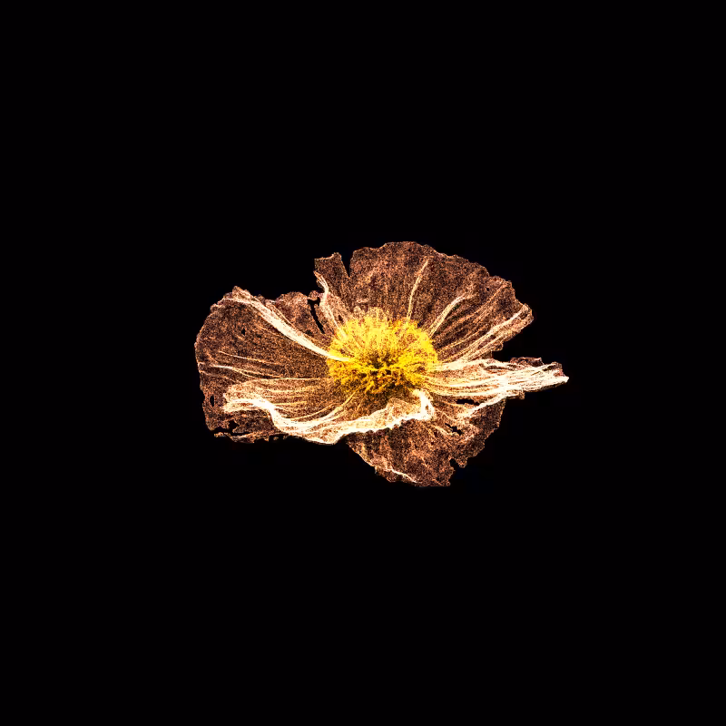 White Poppy 30 #170