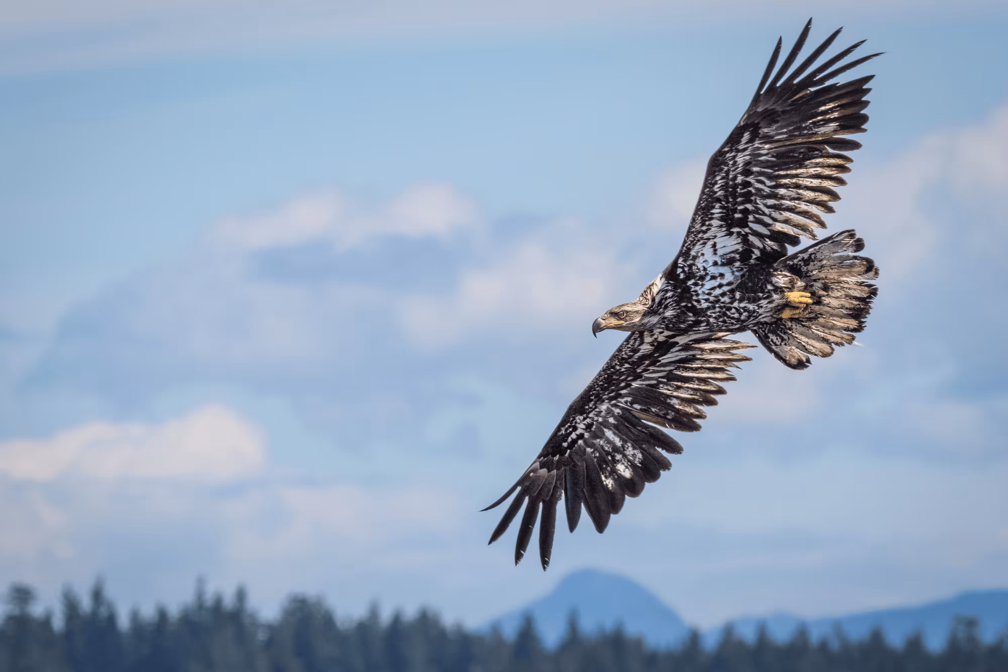 Bald Eagle #8