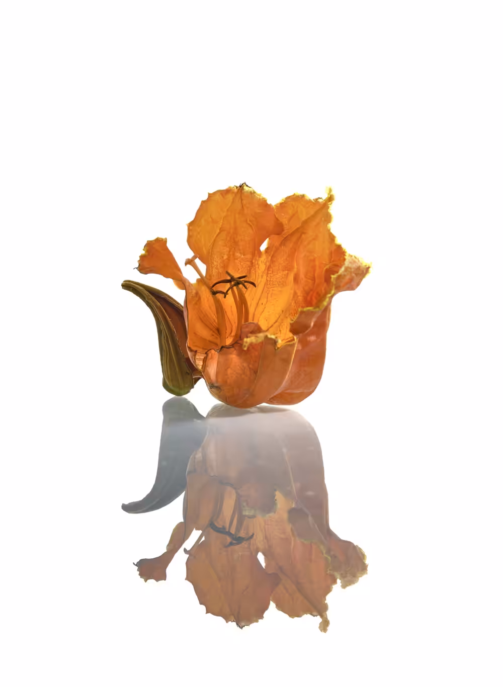 Images Of Isolation “Fallen Reflections" Orange is red brought nearer to humanity by yellow.