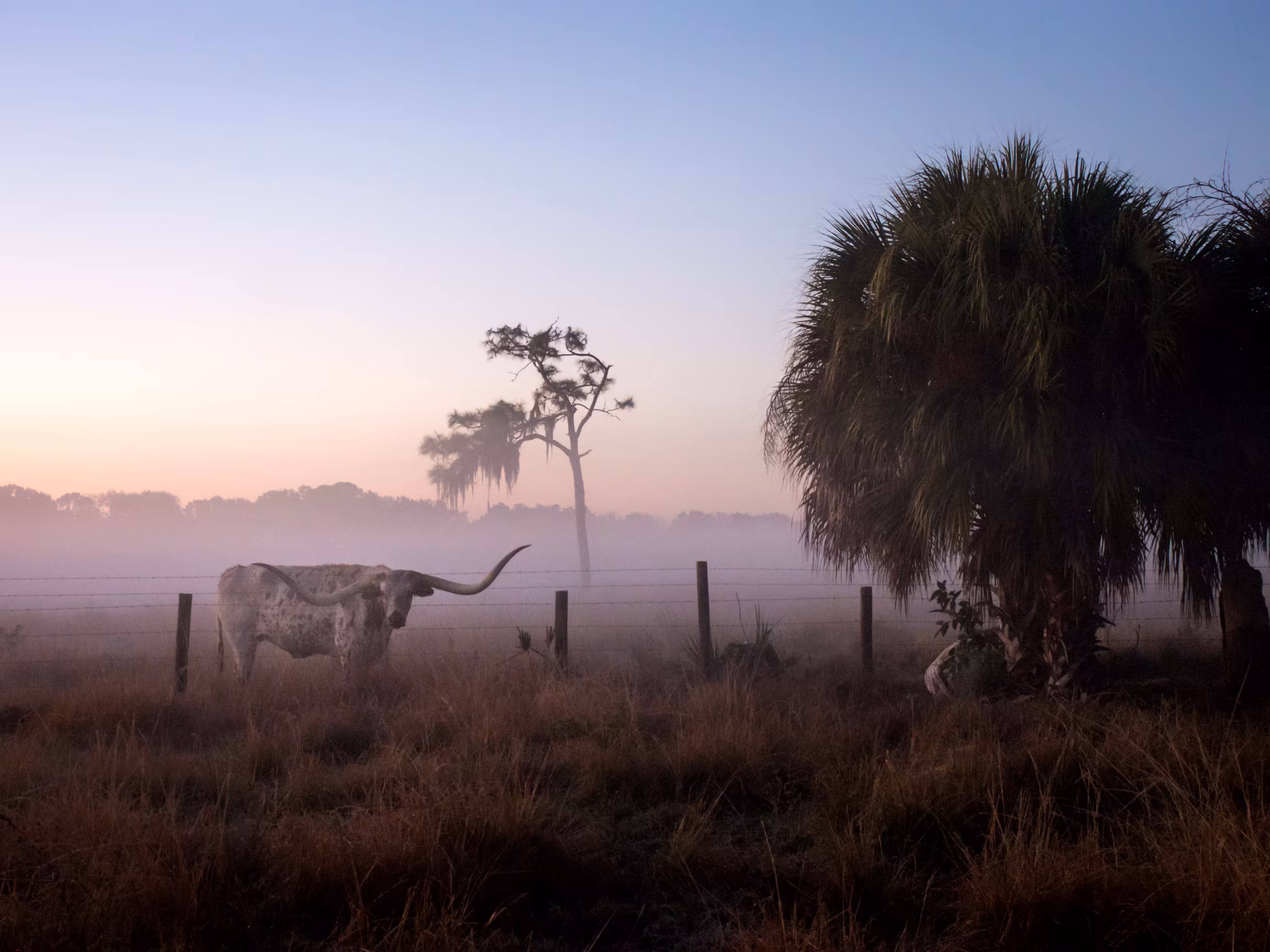 Sarasota Bull