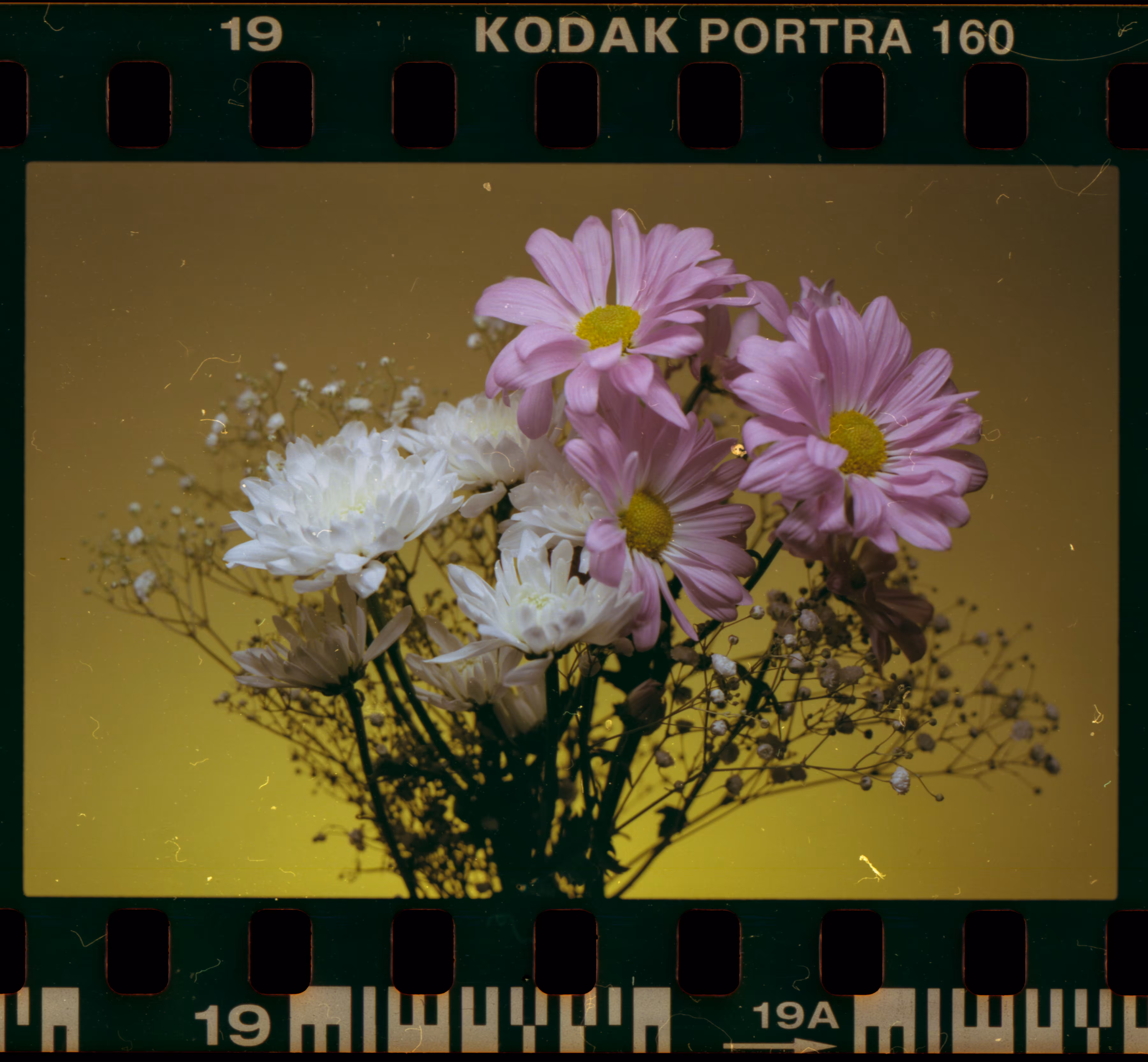 Portra 3 Frame 19