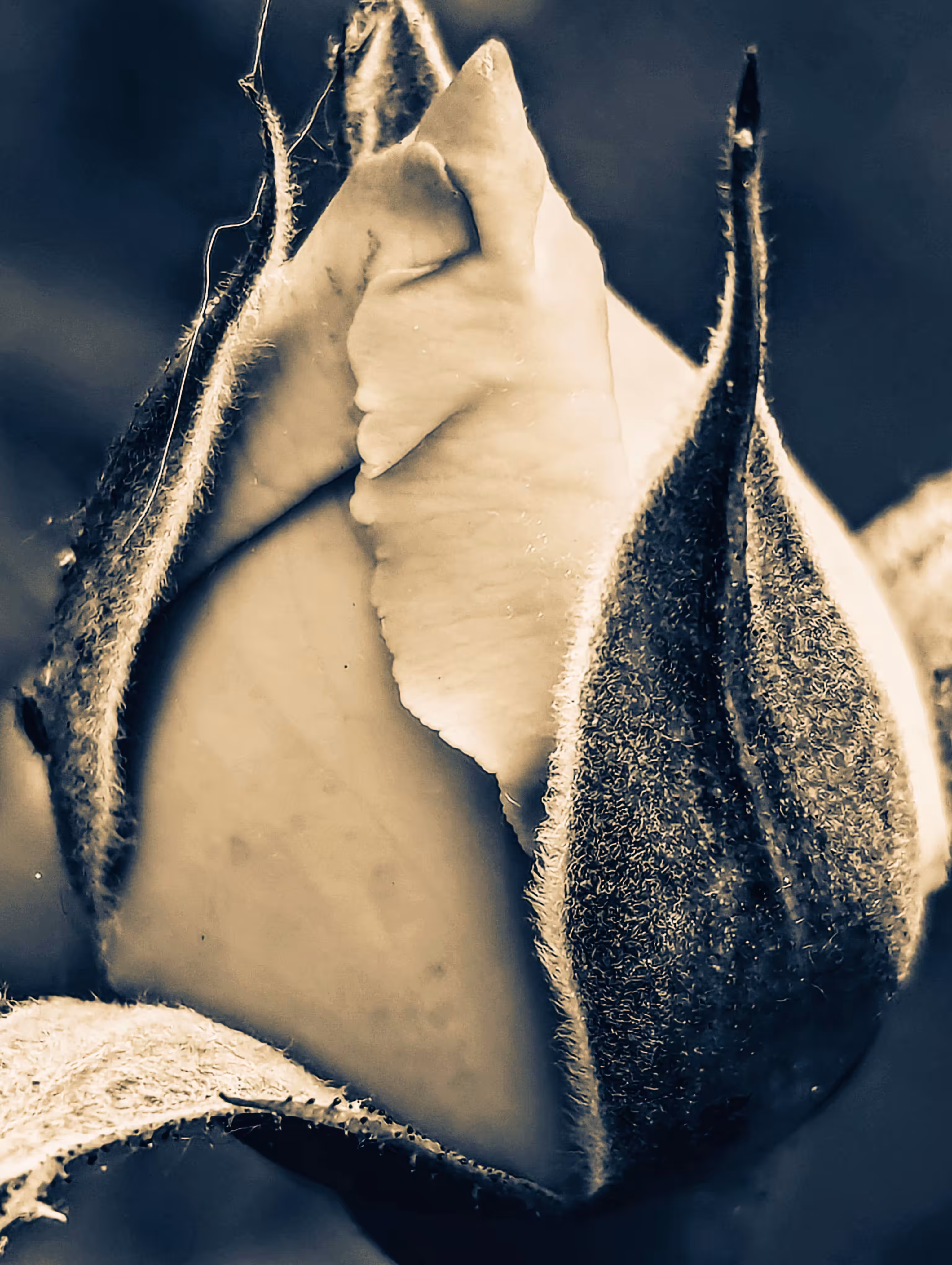 Budding