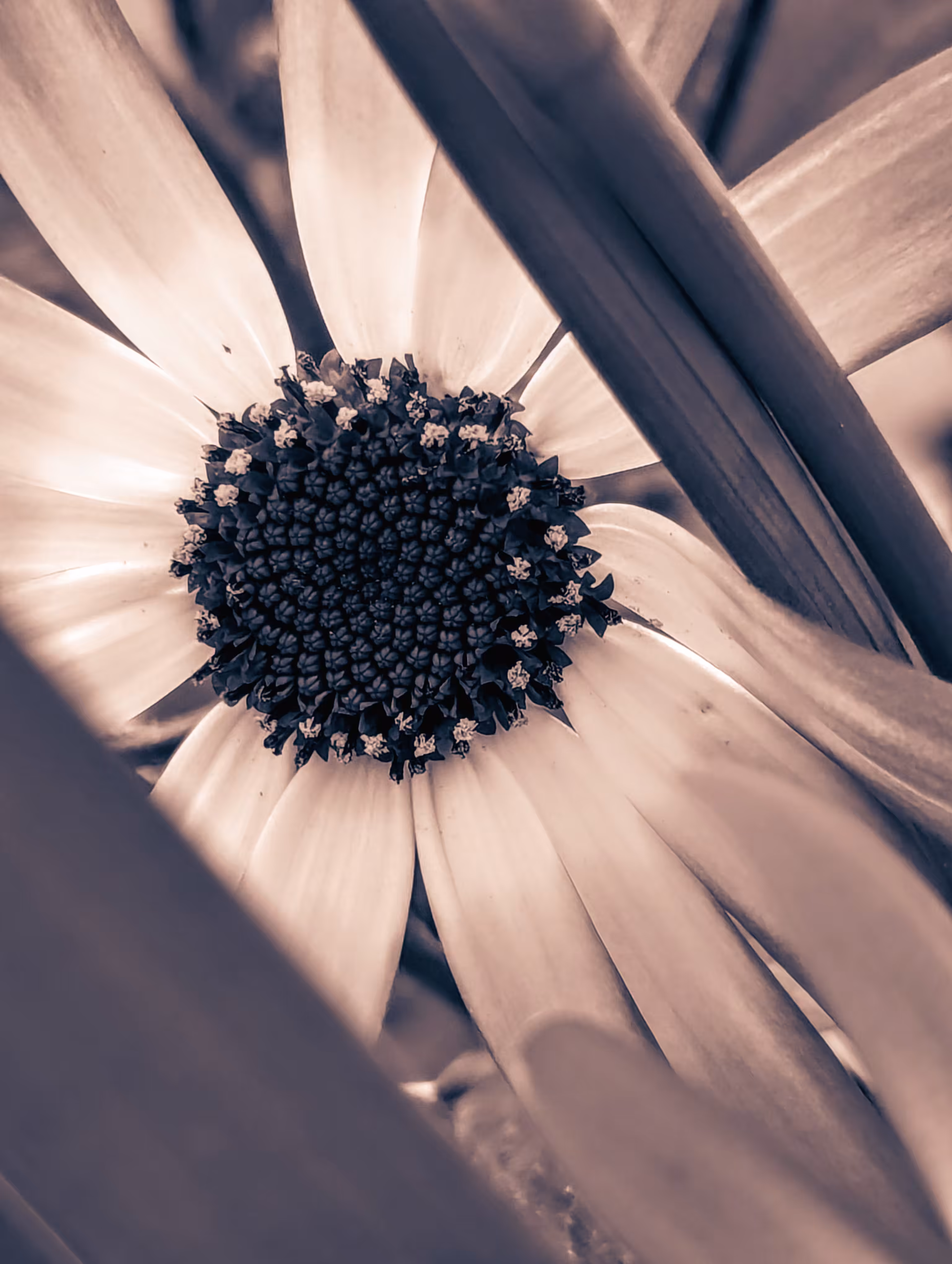 Sneaky Senetti