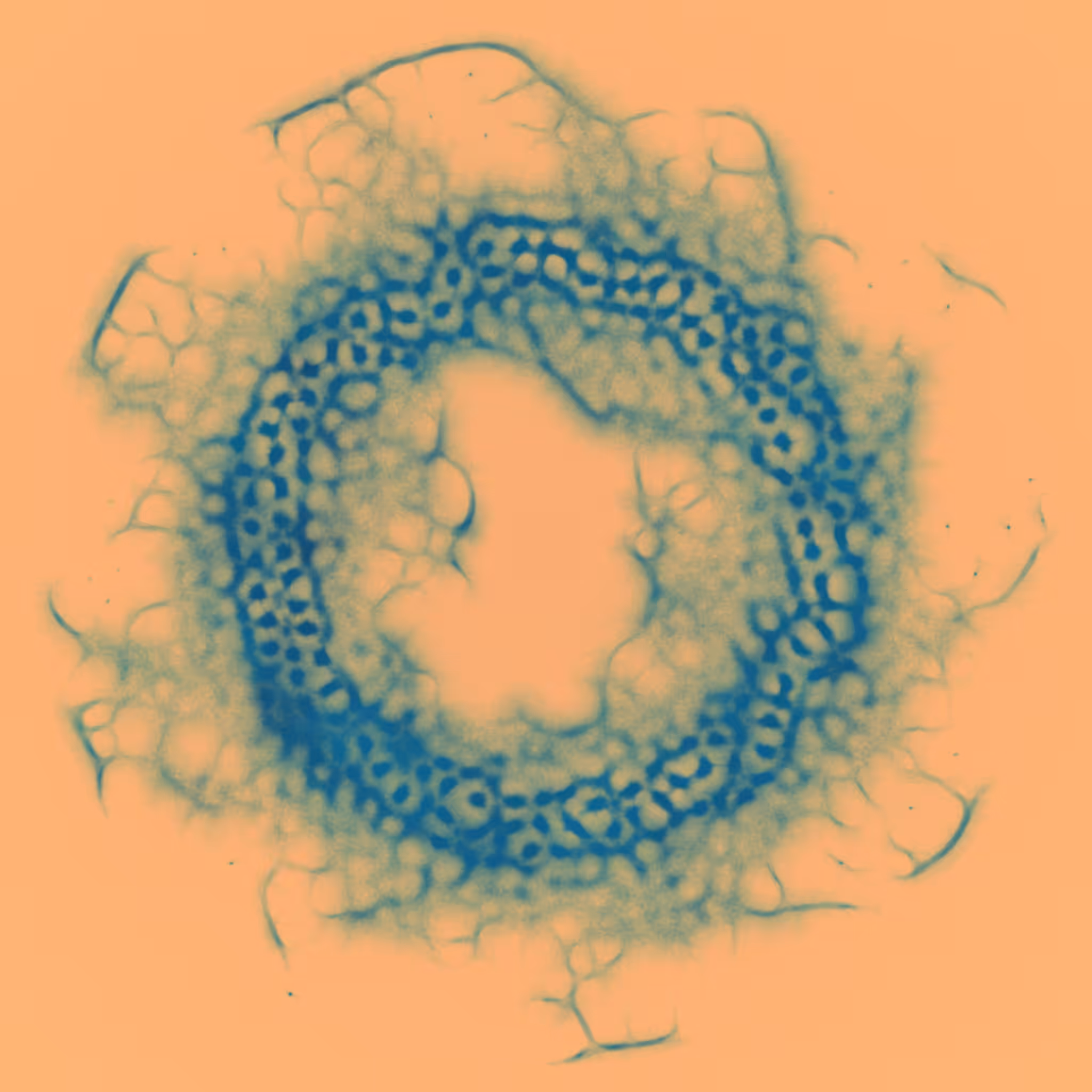 Agnoscopic #62