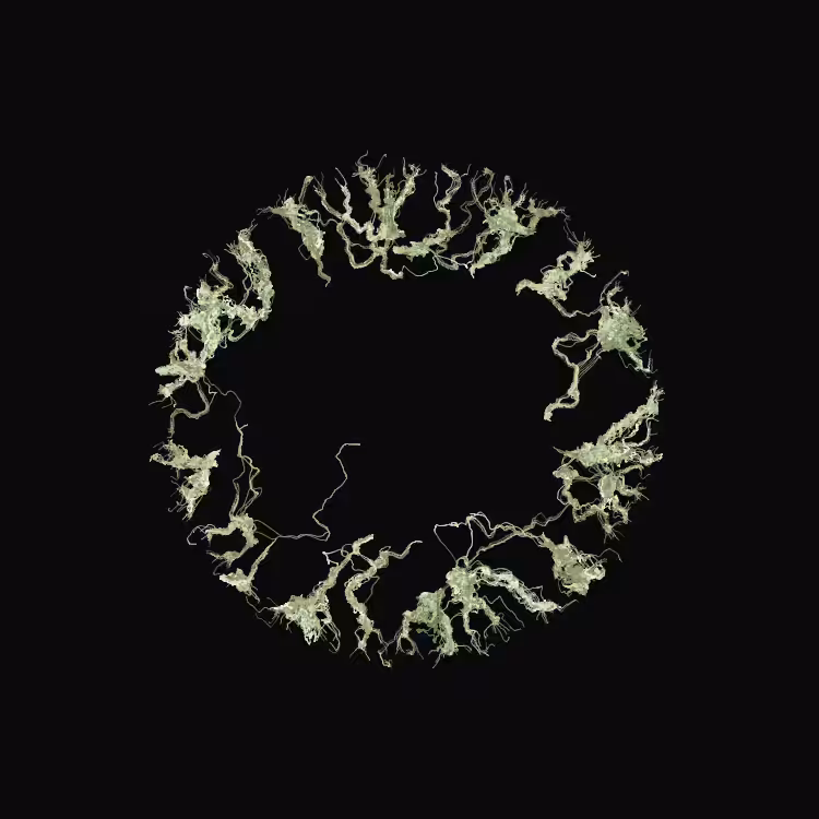 Ginseng #48