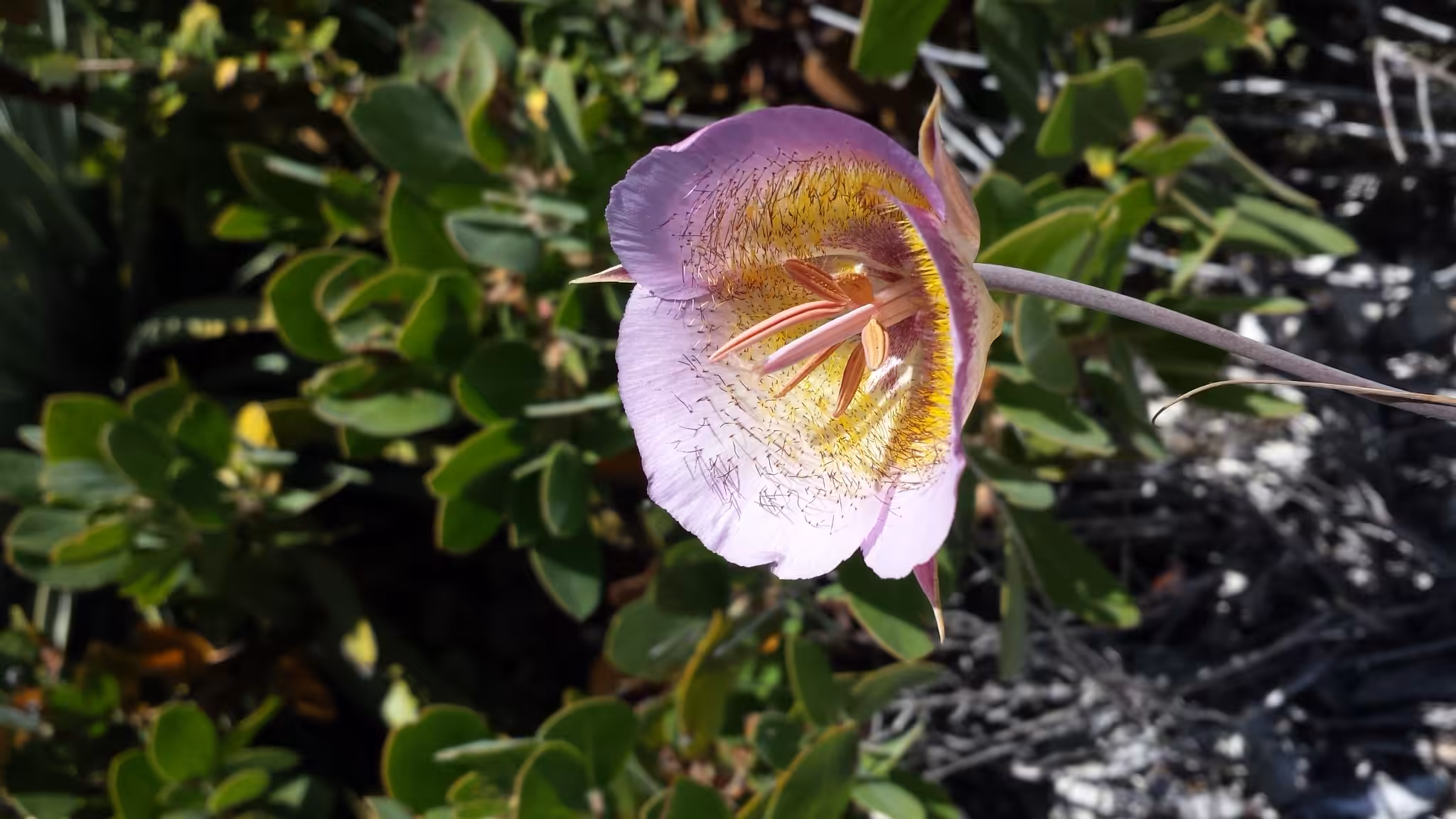 desert mountain flower #2