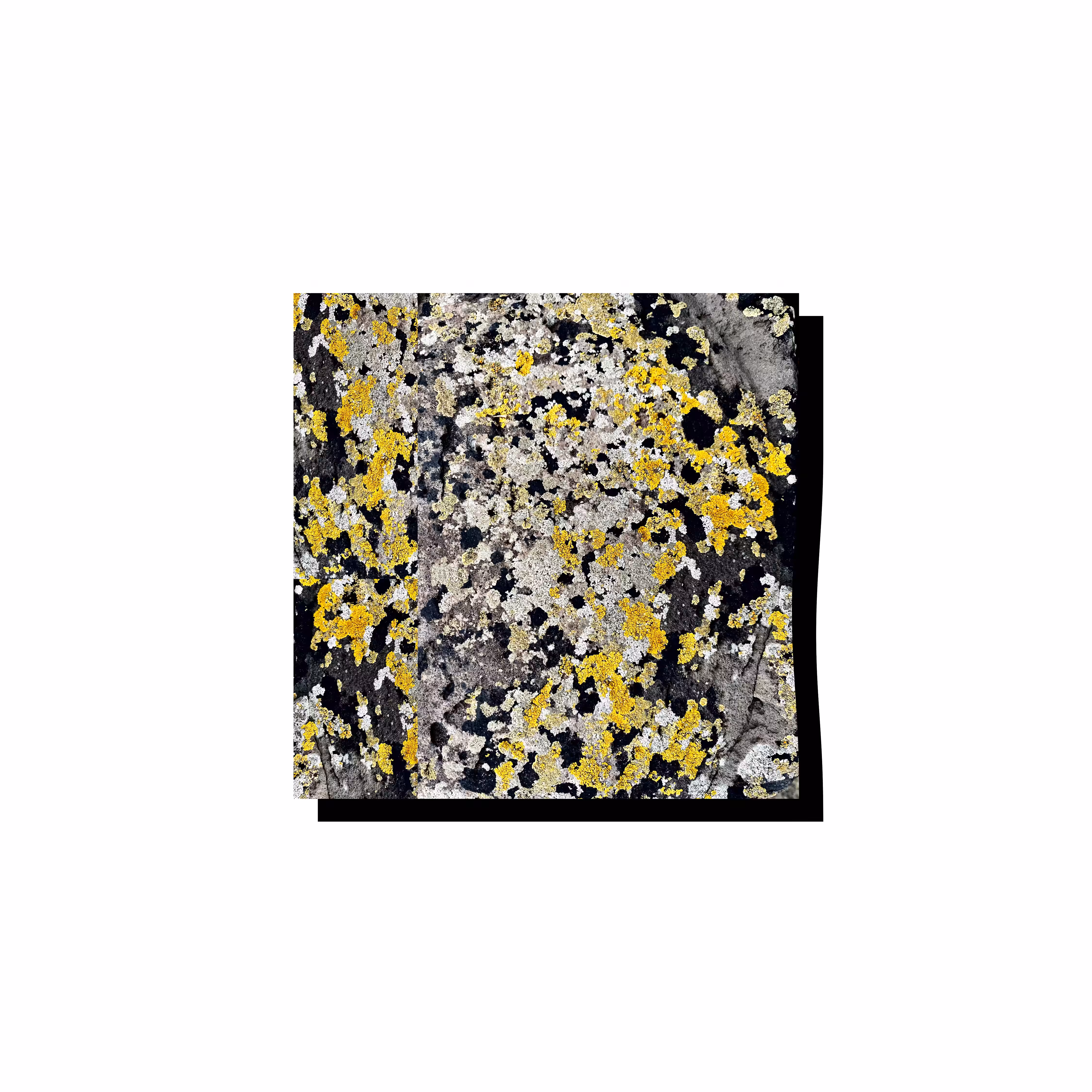 MISTERKINK // LICHEN #1
