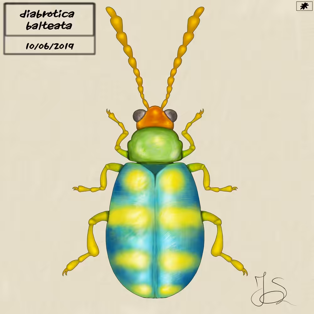 Banded Cucumber Beetle