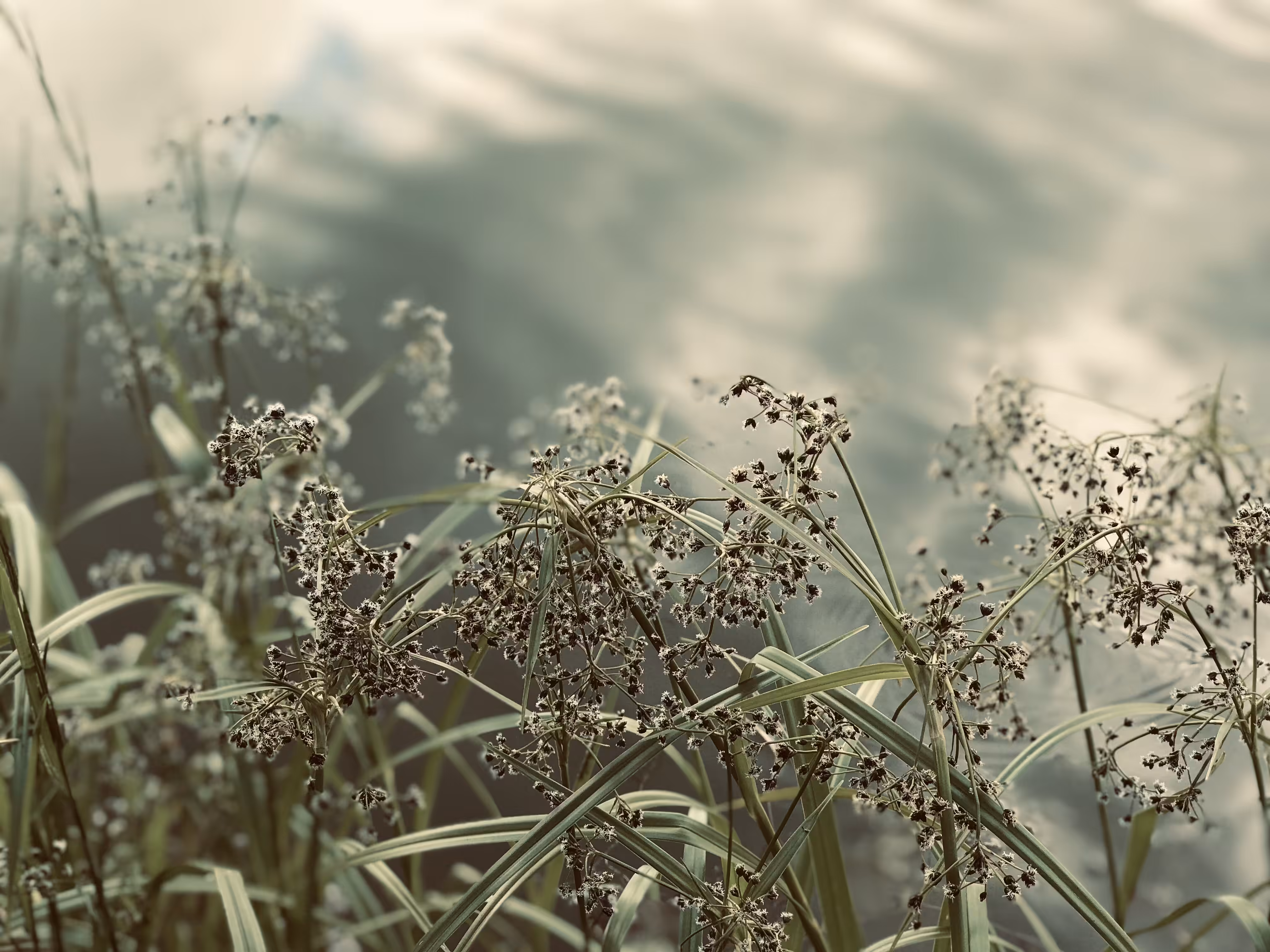 Shimmering Water