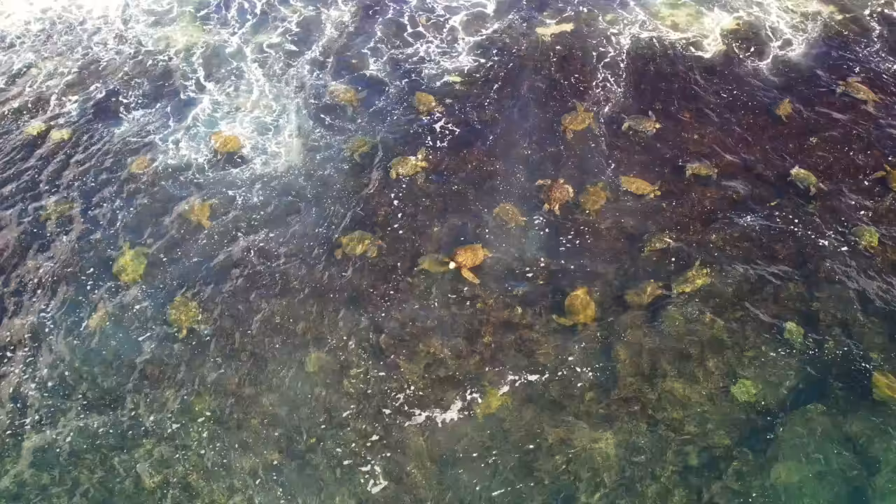 Turtle Invasion