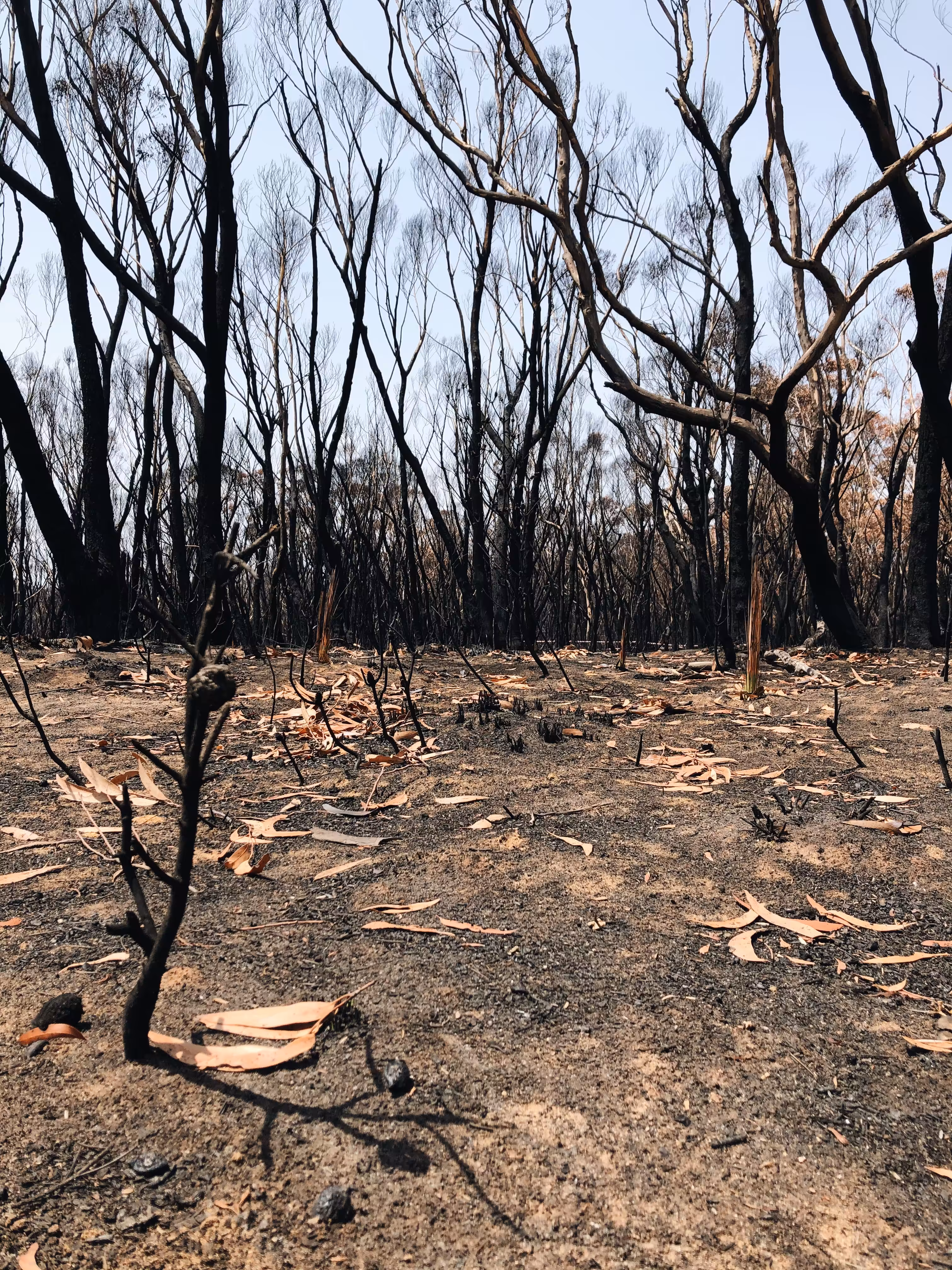After the fire