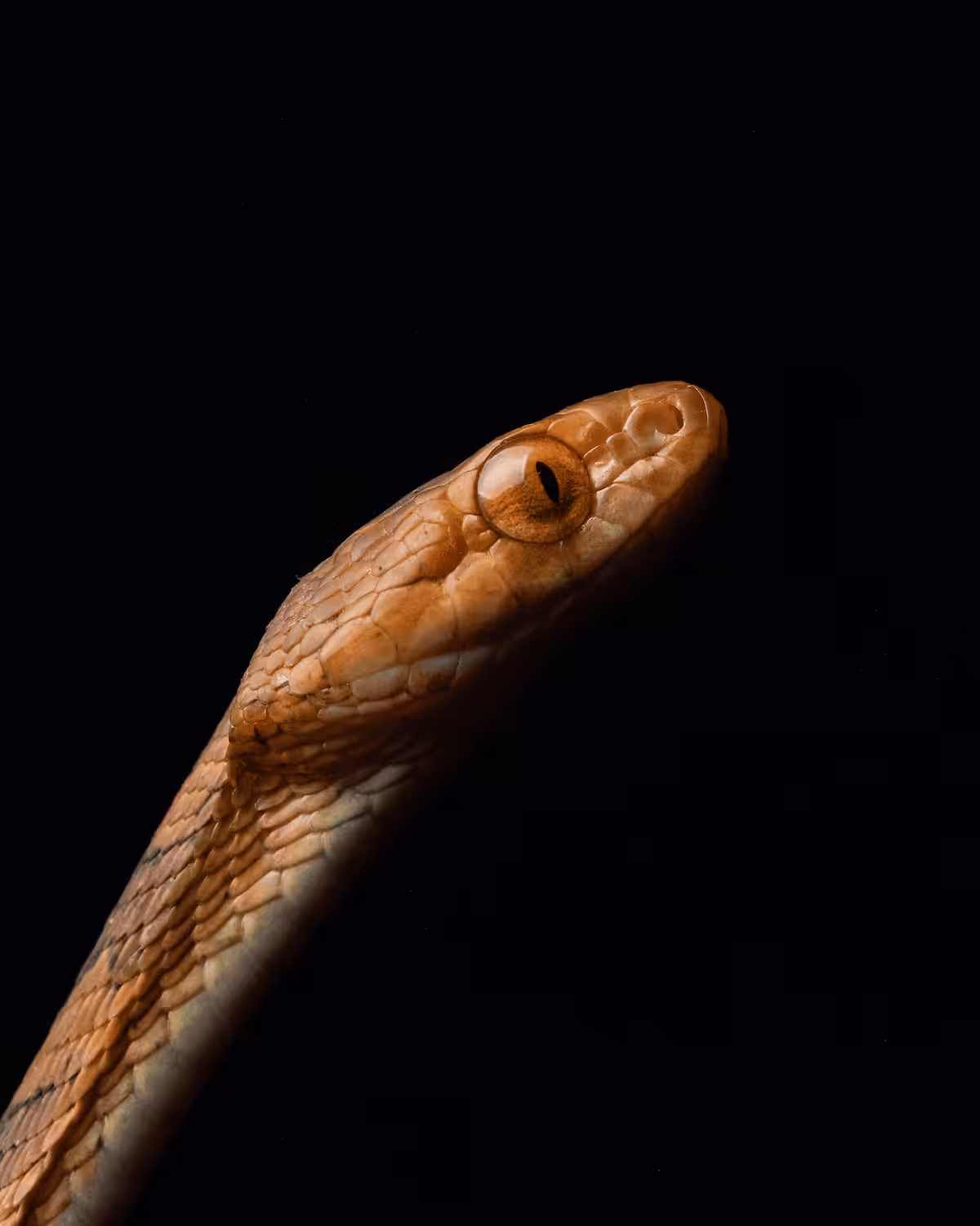 Square Headed Cat Snake