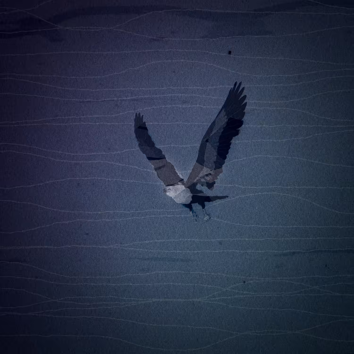pajaros. I
