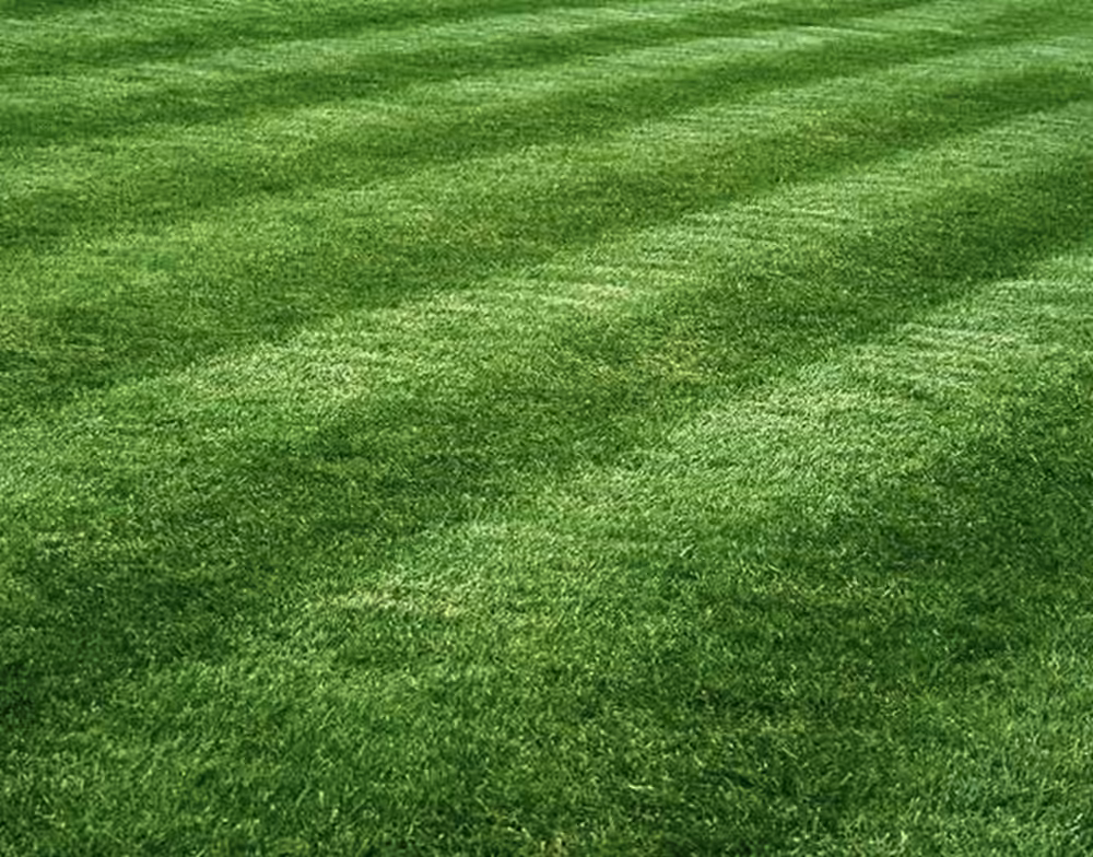 The Grassy Knoll