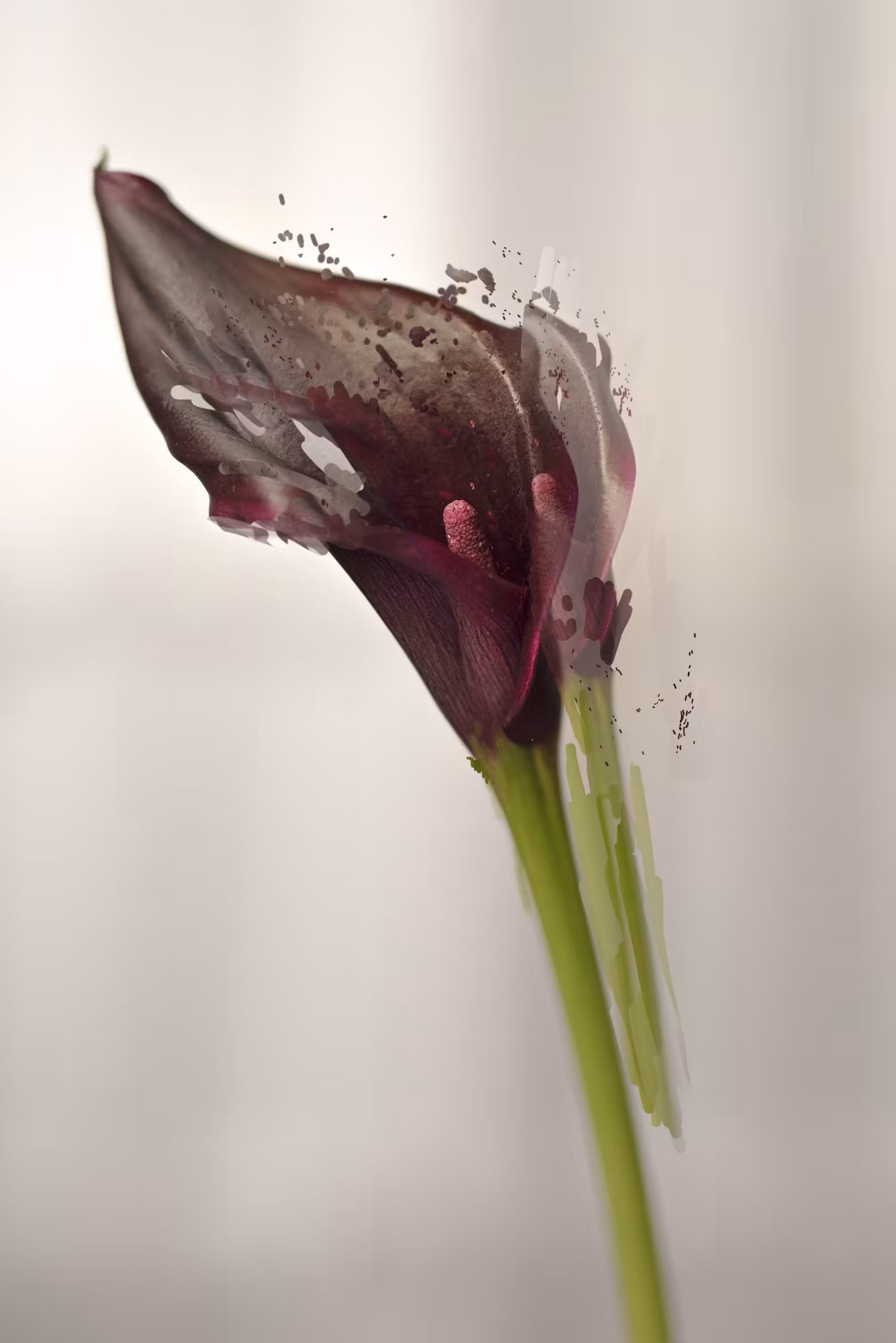 Purple Lily