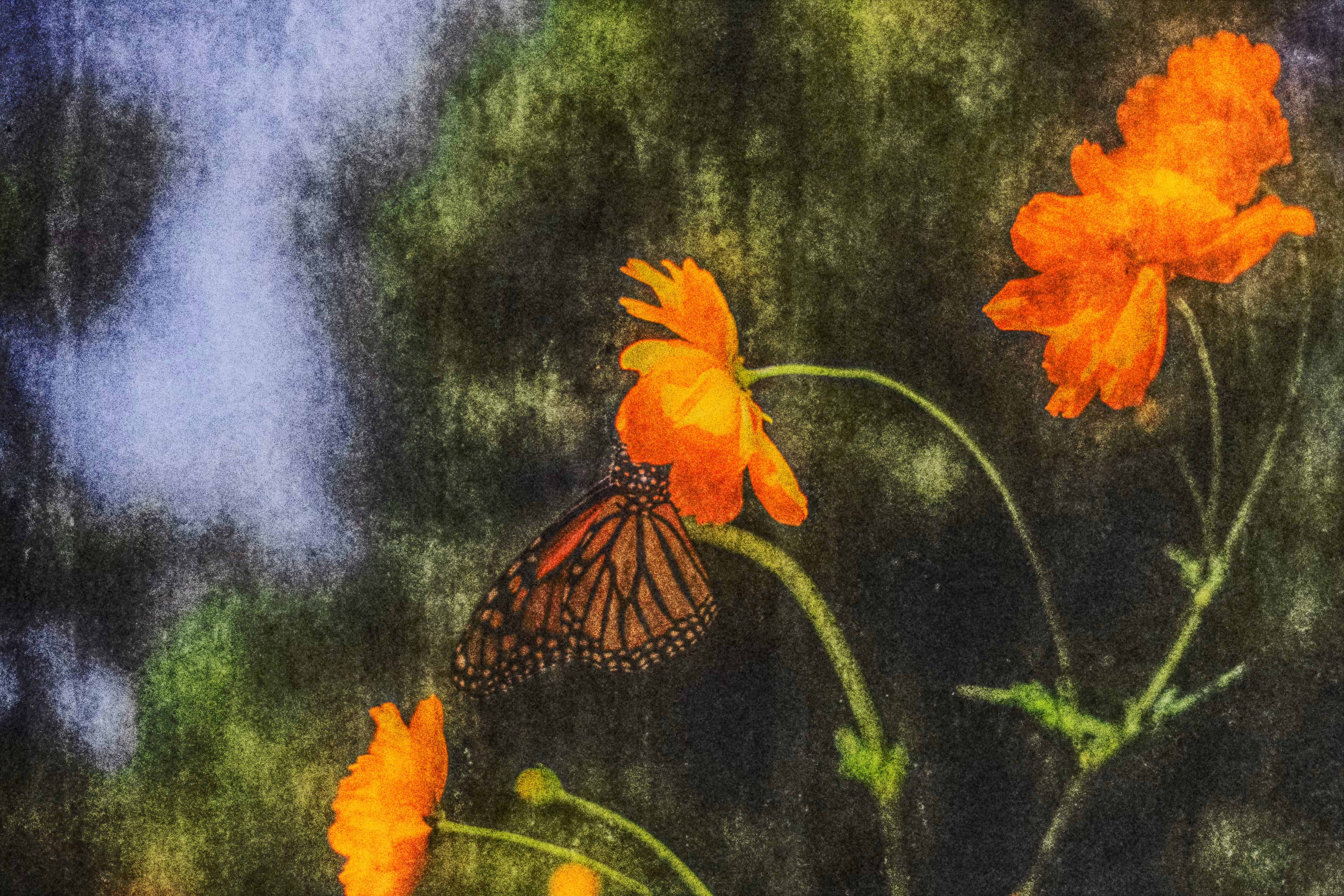 Monarch's Delicate Touch
