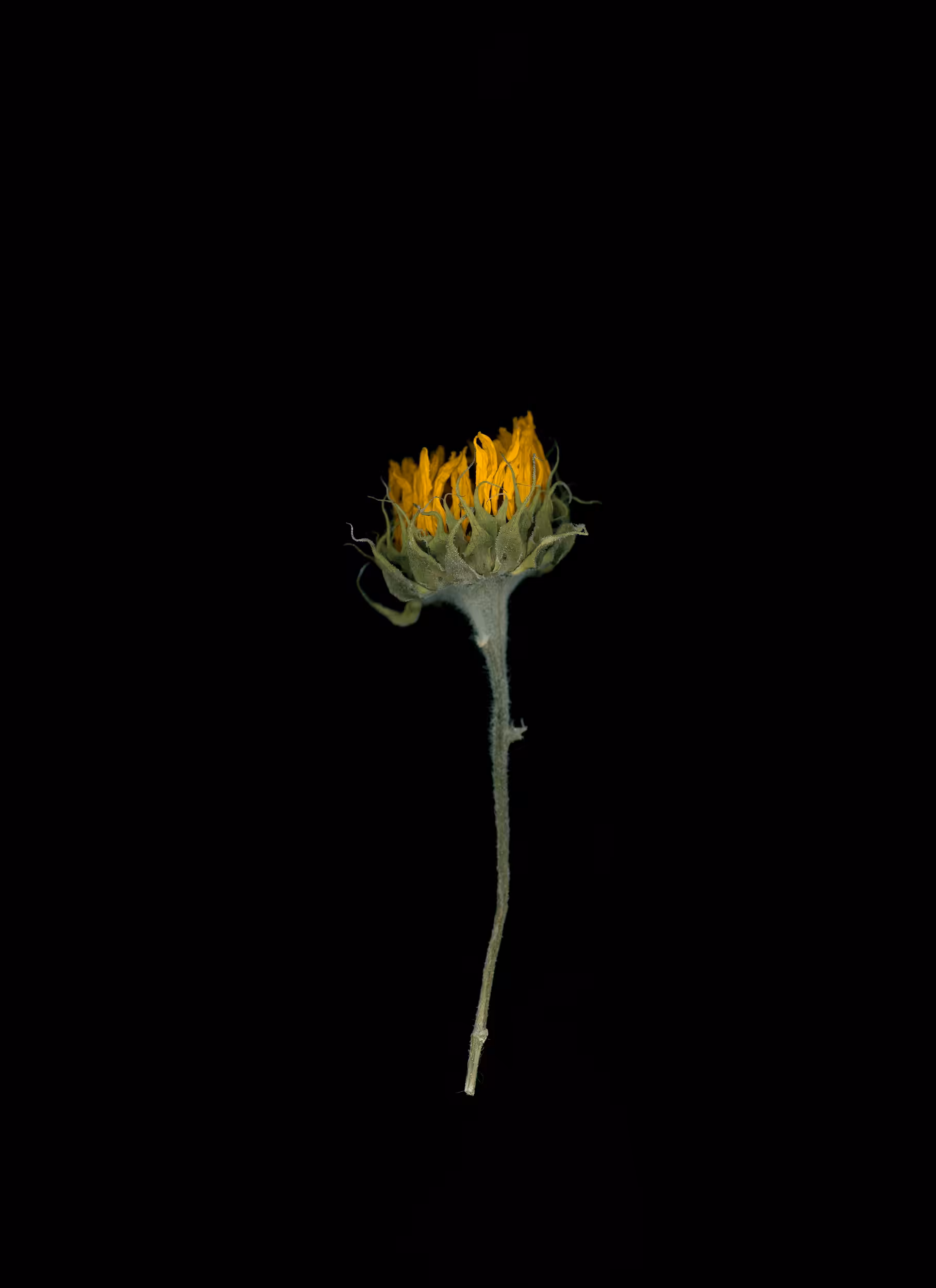 Sunflower (2020)