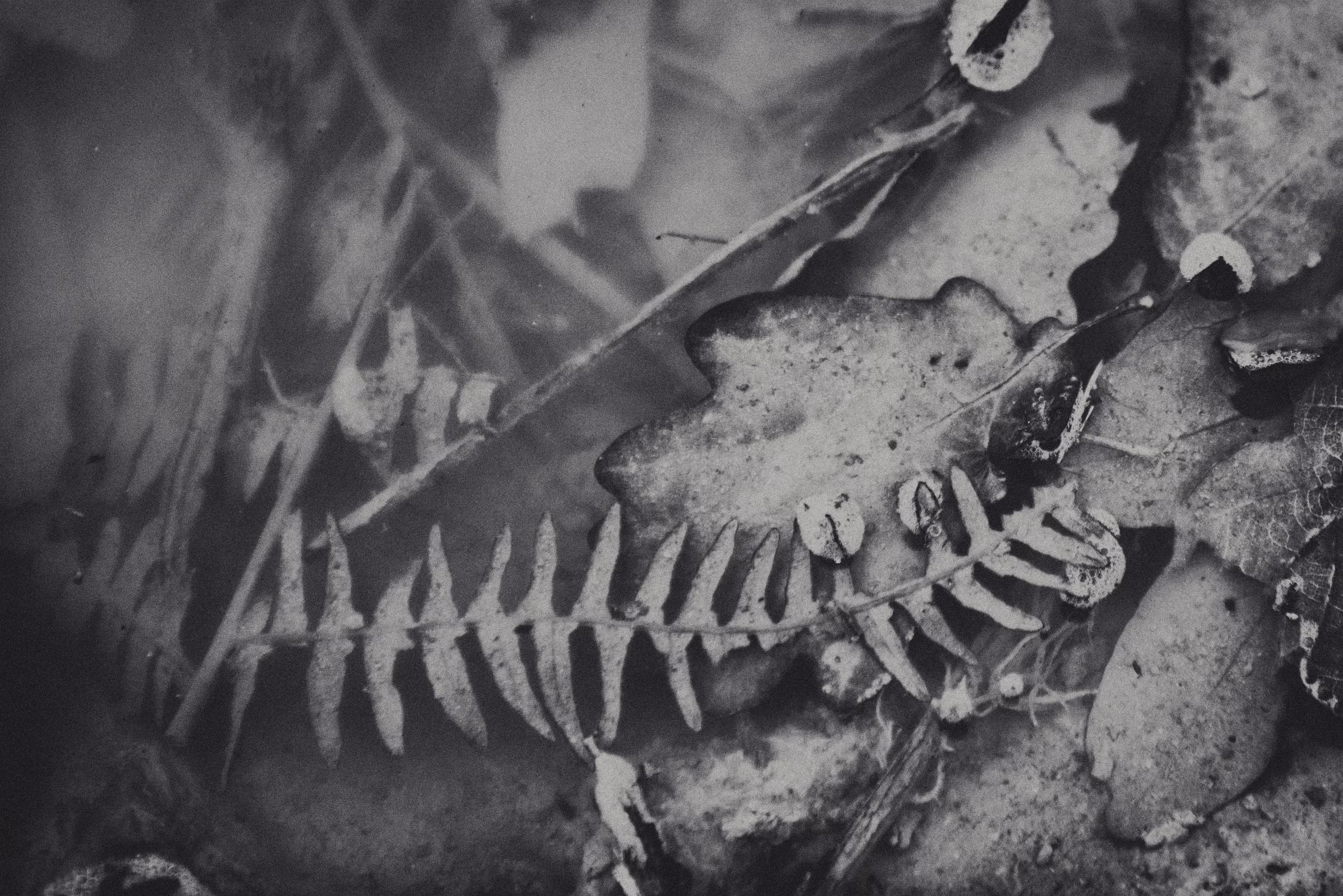 Leaf Stories III