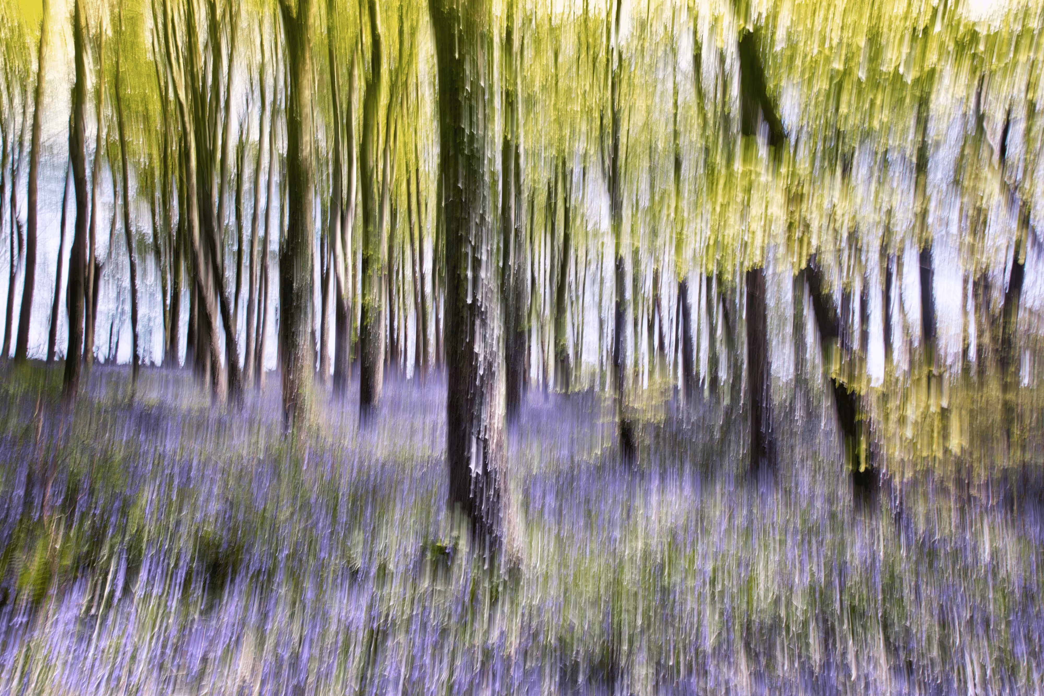 Bluebell Woods