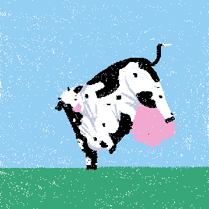 cow #127