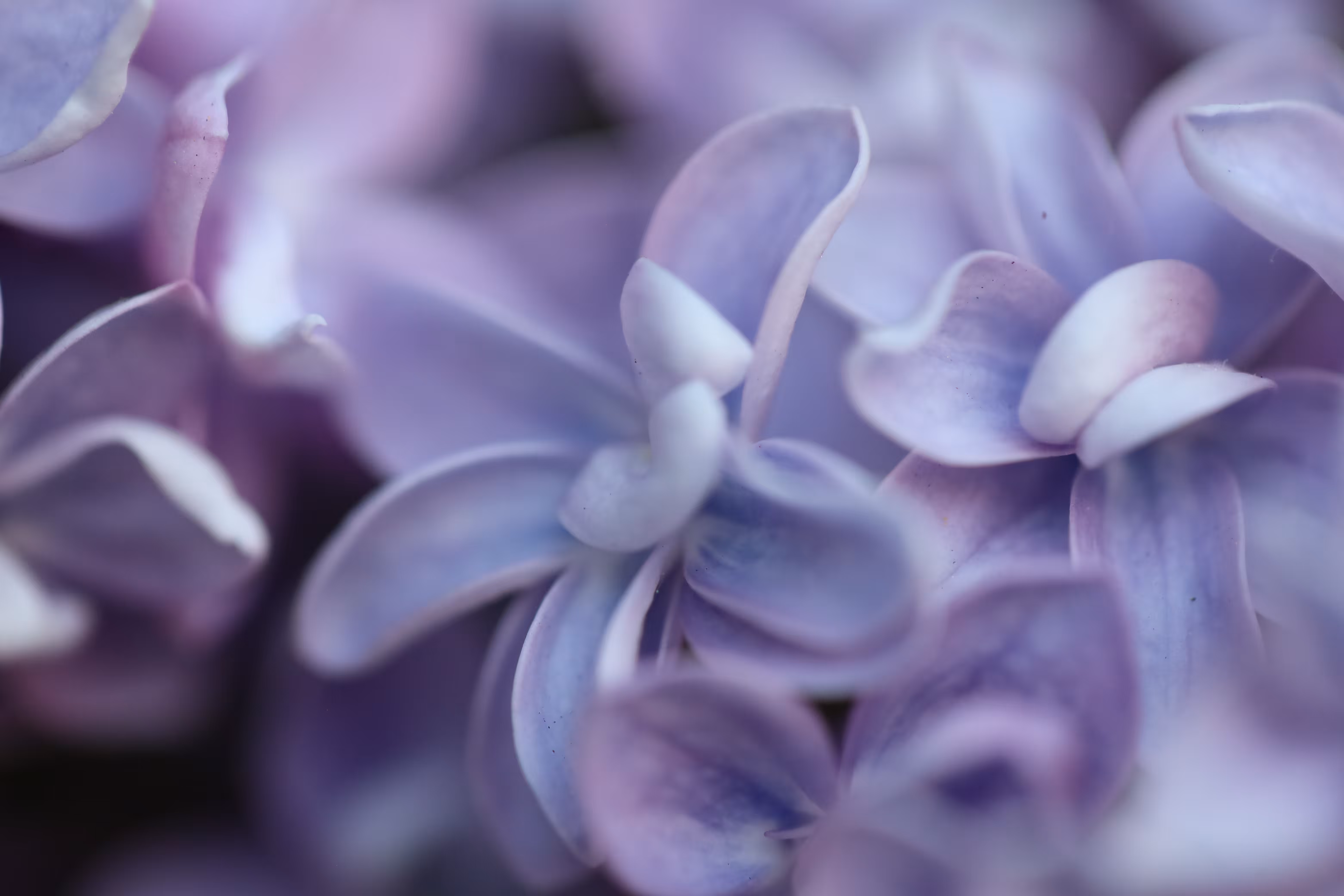 Lilacs