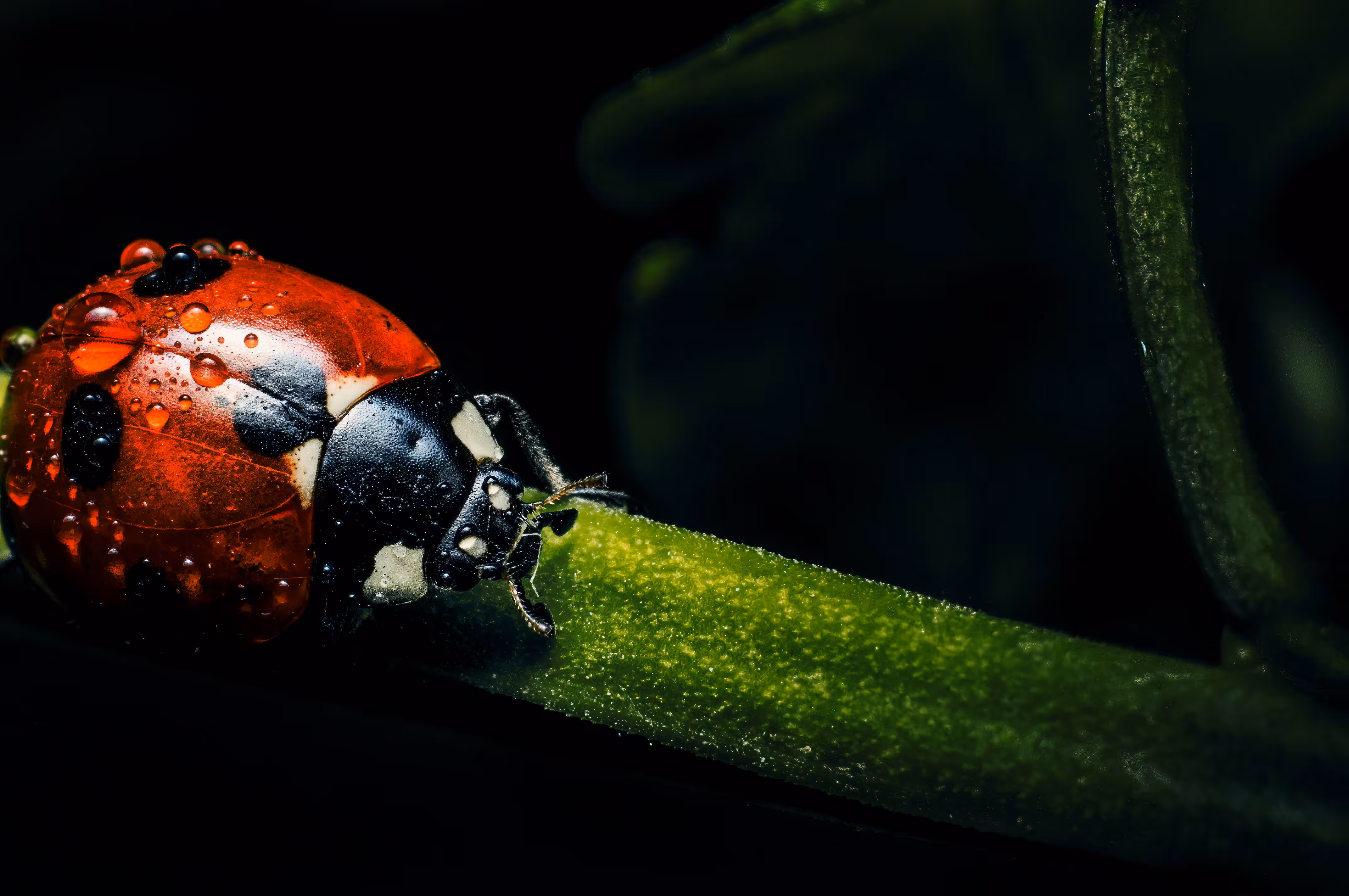 Grooming Lady Bug Crawling on a Leaf
