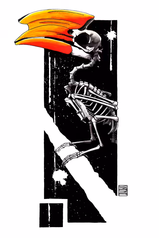 Hornbill Skeleton Study #2